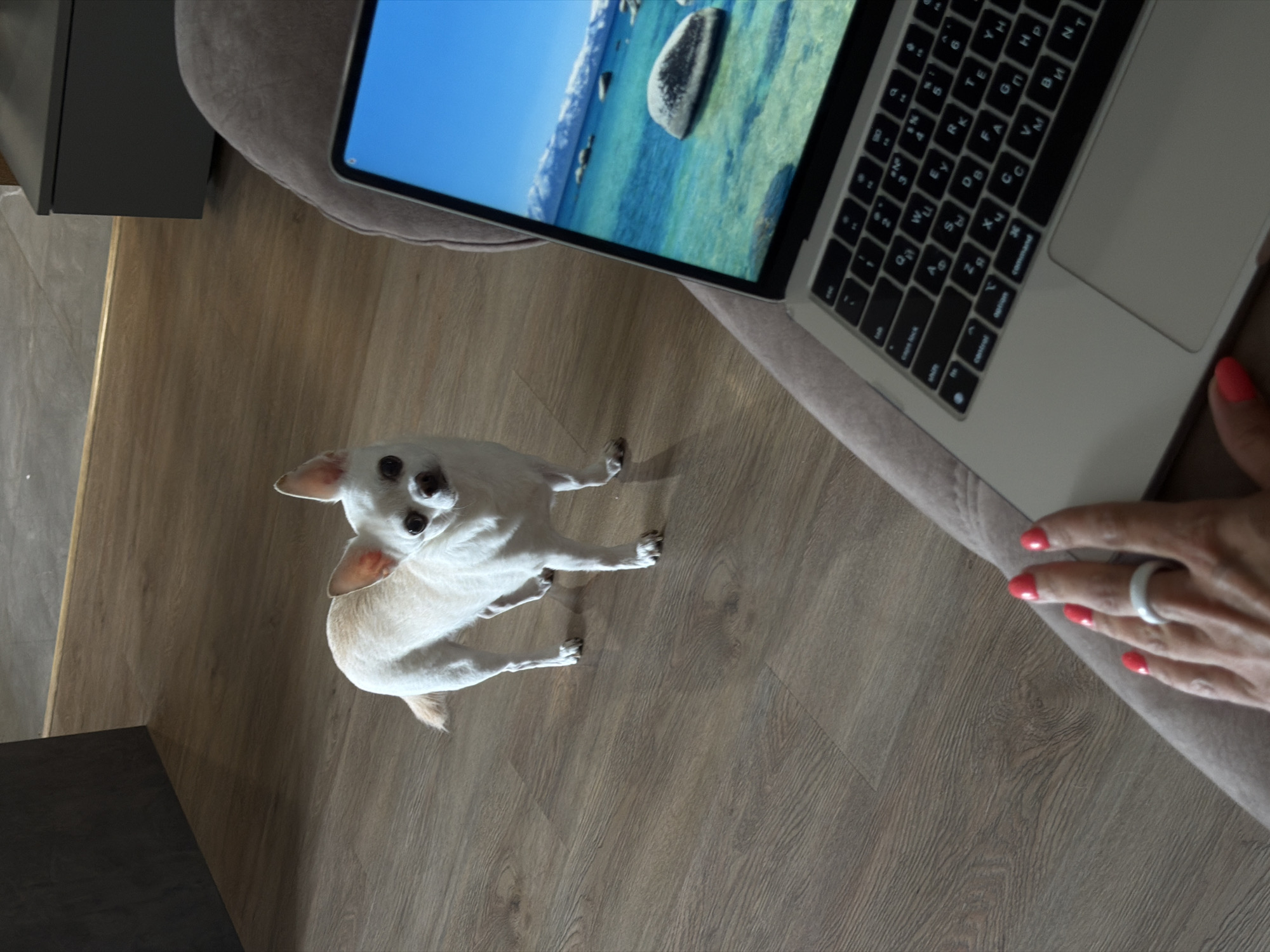 A small, white chihuahua dog stands on a wood-paneled floor, looking toward the camera. In the foreground, a person's hand with bright red nail polish and a white ring is visible, resting on a laptop. The laptop screen displays a vibrant landscape with a body of water, rocks, and mountains. The environment suggests an indoor setting with furniture in the background. This scene does not have any specific identifiable markers to place it in Birobidzhan, Russia.