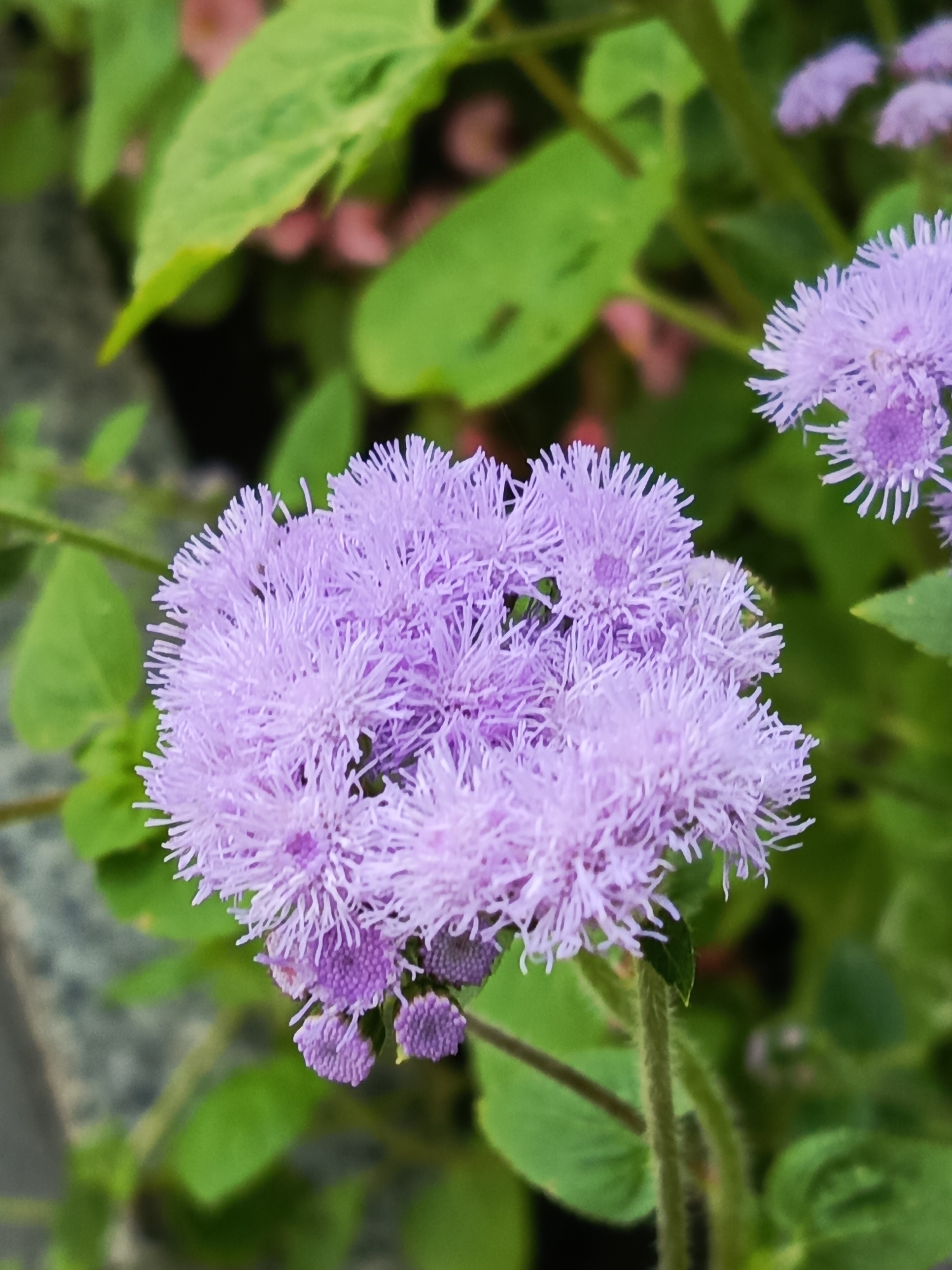 A close-up, high-angle shot captures a cluster of fluffy, light purple flowers in a garden setting. The flowers, possibly Ageratum, are composed of numerous thread-like petals radiating from a central point, creating a soft, pom-pom like appearance. Some of the flowers are fully bloomed, while others appear to be in bud form, showing a deeper purple hue. The background is a blur of green leaves and hints of pink, suggesting other plants nearby. The stem of the central flower is visible, covered in fine hairs. The lighting is even, with no harsh shadows. The image is taken outdoors, likely in a residential garden or park. No people or animals are visible in the frame. The location is described as Unknown, Unknown.