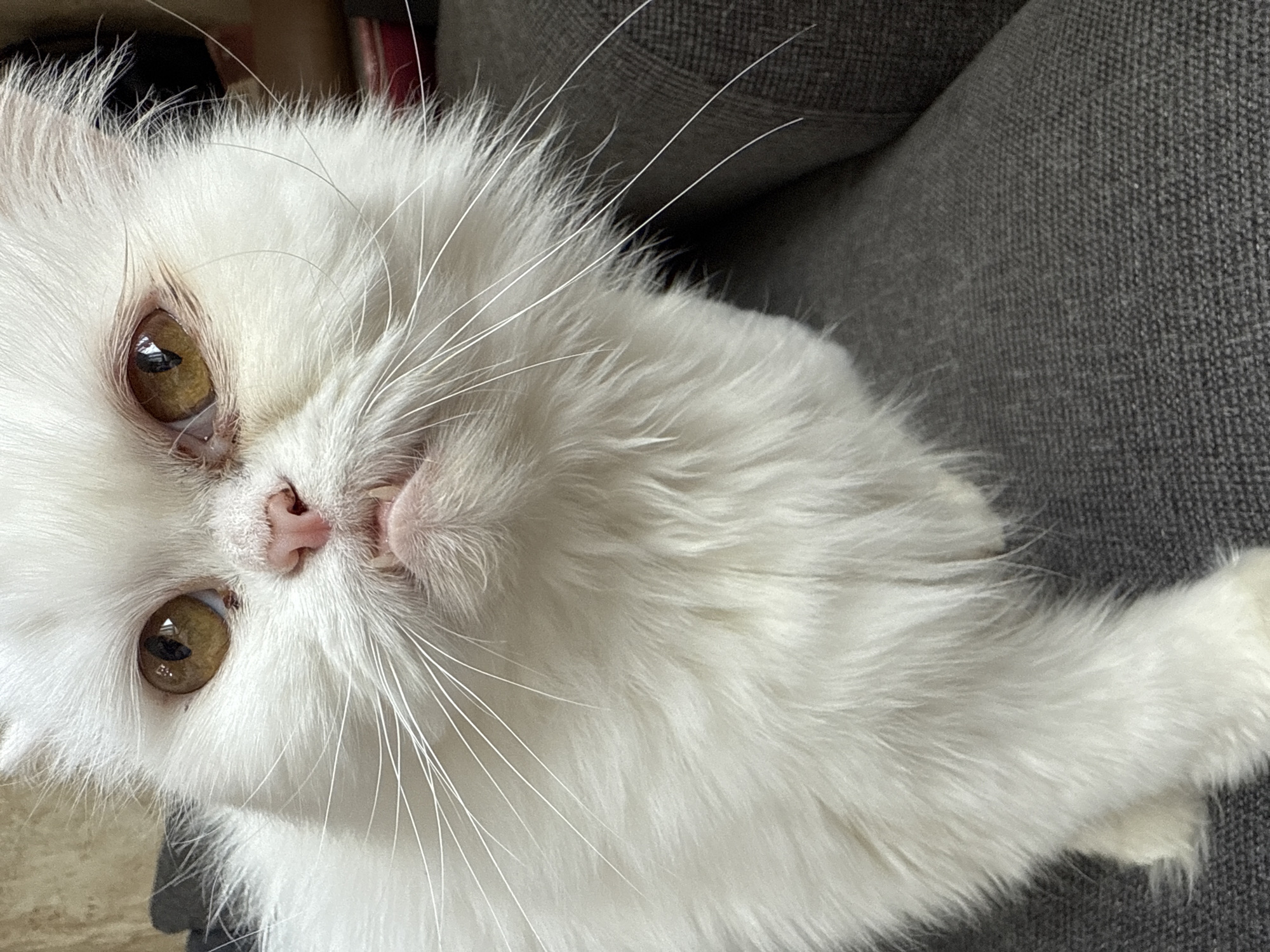 A white Persian cat is lying on a gray upholstered surface, possibly a couch or chair. The cat has golden eyes, a pink nose, and long, white whiskers. The location is not determinable from the image.