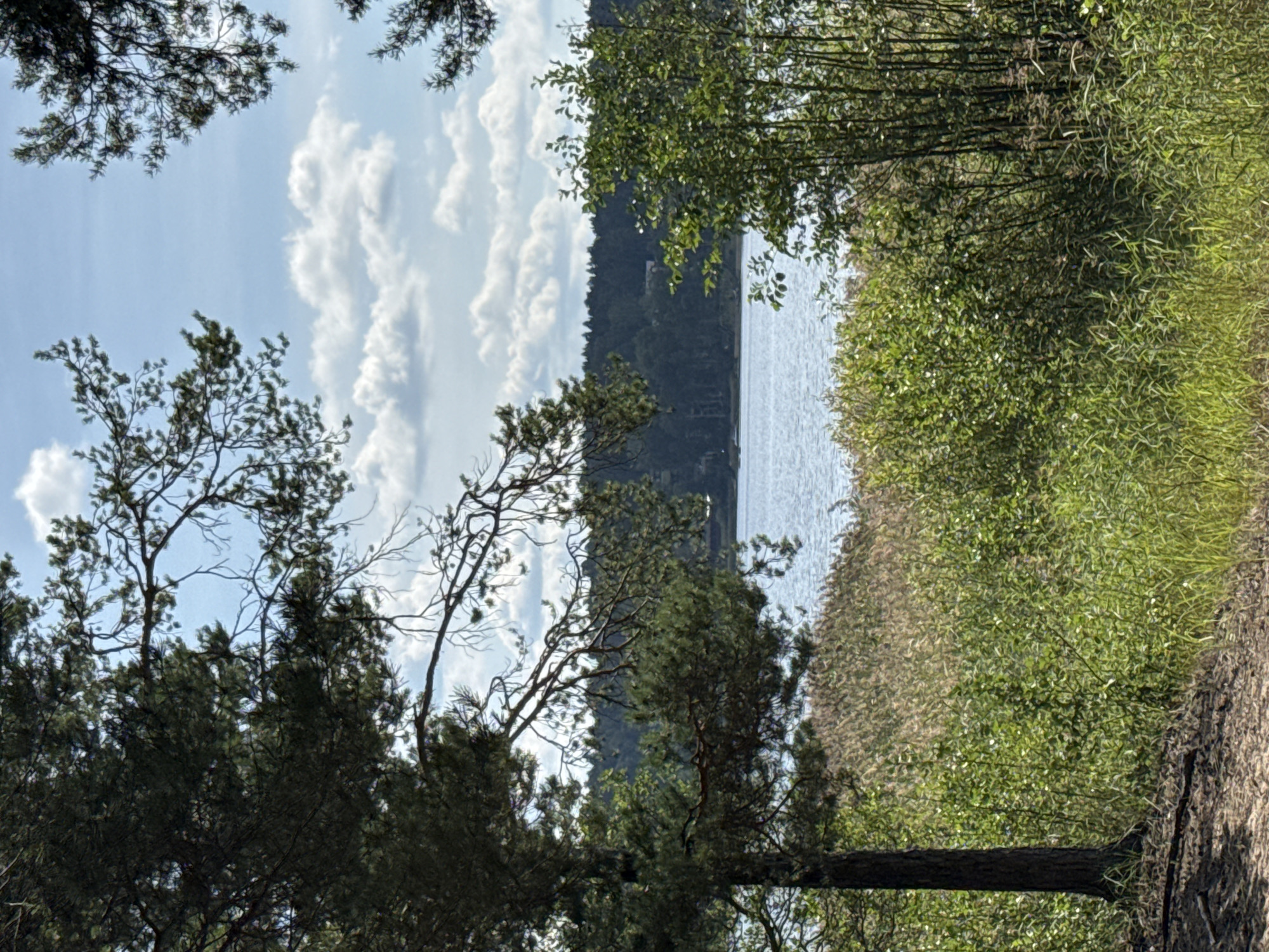 This is a landscape photograph taken in Gromovo, Russia, likely during daylight hours given the bright sky and visible clouds. The scene depicts a natural setting with a body of water in the background, framed by lush vegetation in the foreground.
On the left side of the image, a portion of a tall pine tree with dark green needles and gnarled branches extends into the upper left quadrant. To the right of the pine tree, a dense growth of green bushes and taller, dry, golden-brown reeds or grasses forms a mid-ground. The body of water is visible behind this vegetation, appearing calm with a light blue-grey color. Across the water, a dark green forest lines the distant shore, dotted with a few scattered buildings, suggesting a residential or recreational area.
The sky above is a bright blue with scattered white, fluffy clouds. The ground in the lower left foreground is sandy and brown, with some fallen pine needles. The overall atmosphere is tranquil and serene, characteristic of a natural lakeside environment. There are no people or animals visible in the image.