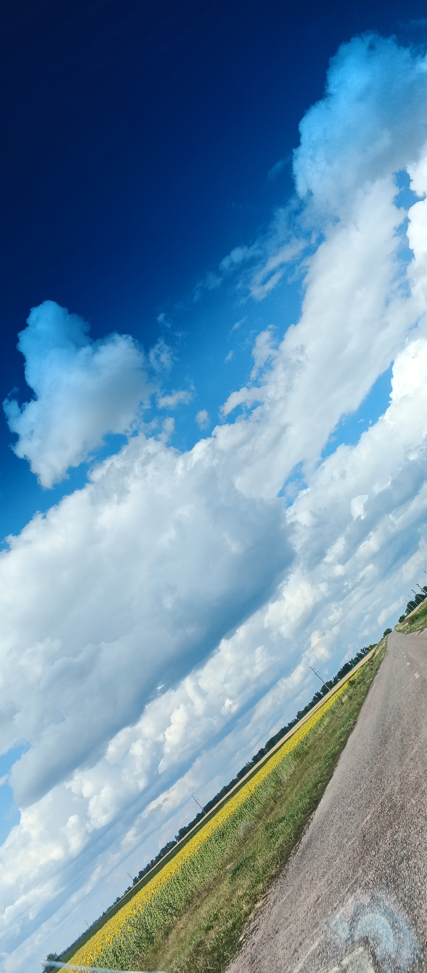 The image shows a diagonal view of a road bordered by a field of sunflowers and a line of trees under a bright blue sky with scattered white clouds. The road appears to be unpaved or gravel. Utility poles are visible along the edge of the road and the field. The scene is set in Ternivka, Ukraine, suggesting a rural or semi-rural landscape. The lighting indicates it is daytime, likely sunny. There are no people or animals visible in the frame. The overall impression is of a bright, clear day in the Ukrainian countryside.