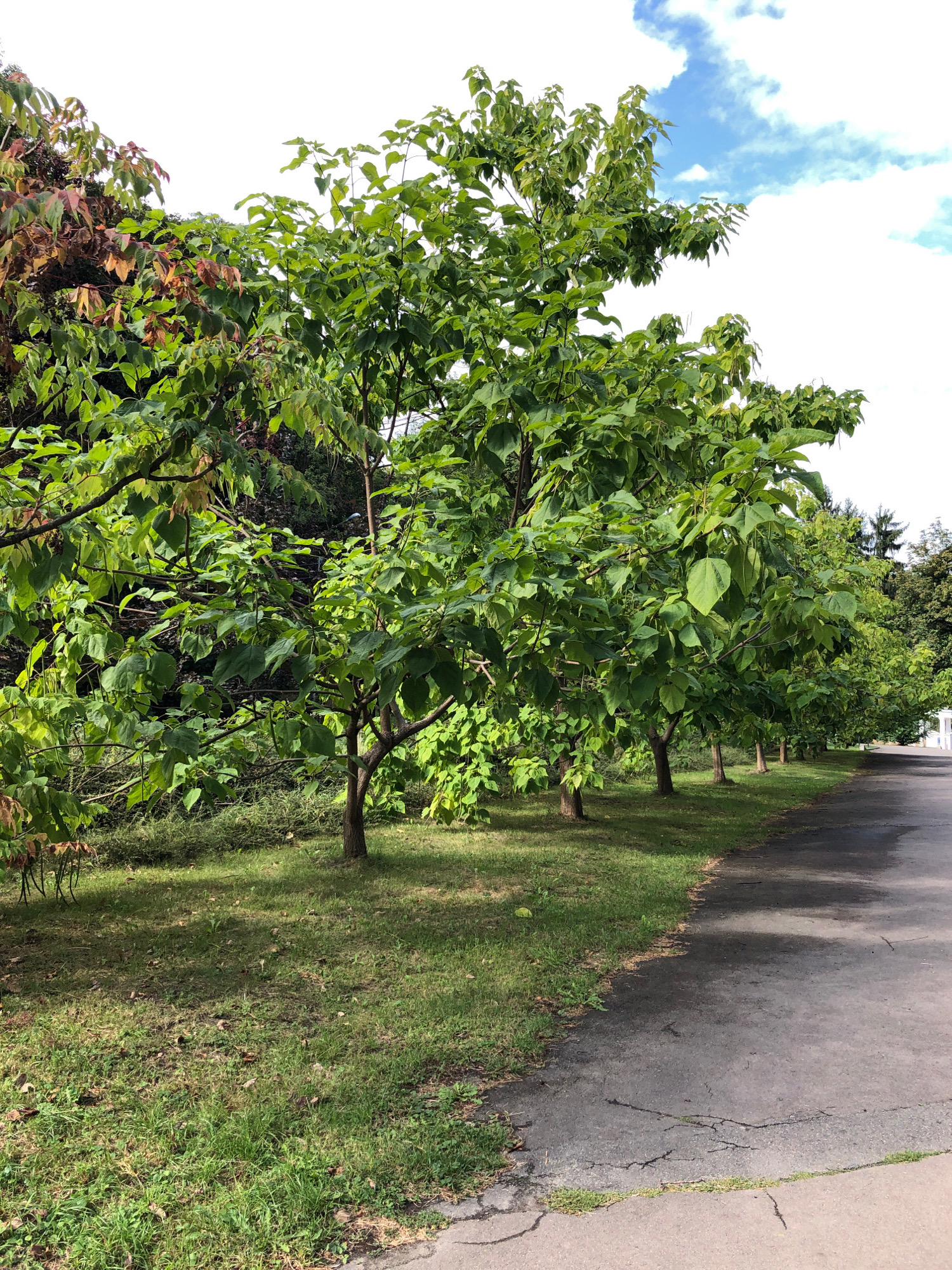 The image shows a row of trees with large, heart-shaped leaves, some of which are turning reddish-brown. The trees are planted along a paved path, likely a sidewalk or road, with a grassy area between the trees and the path. In the background, more trees and foliage are visible, along with a white structure and a cloudy sky. The scene appears to be in a park or a tree-lined street. There are no people or animals visible in the image. The path is made of asphalt and shows signs of wear and tear, with cracks and patches. The overall impression is of a natural setting within an urban environment.