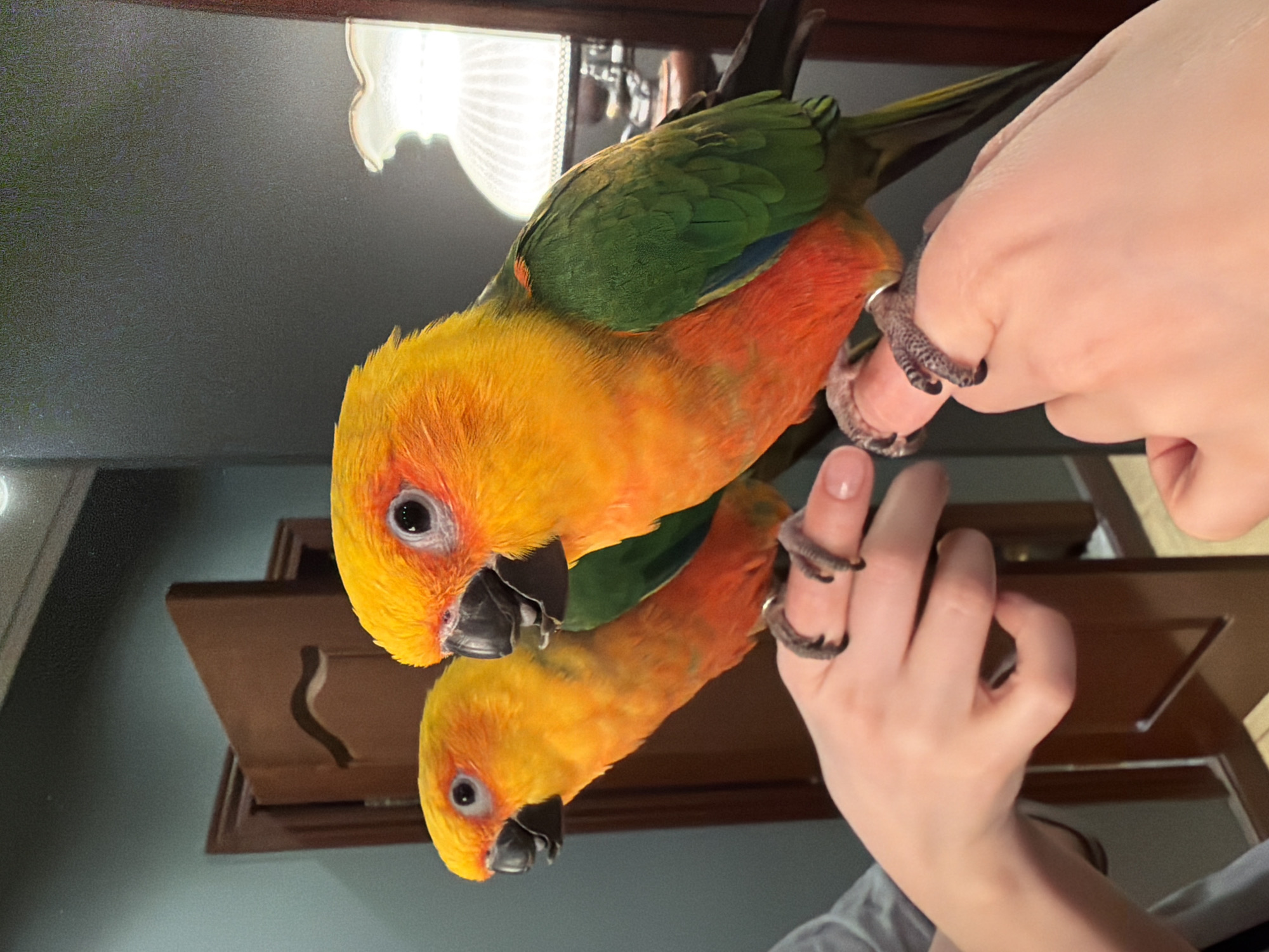 A close-up, slightly angled image shows a colorful parrot perched on a human hand, with its reflection visible on a glossy surface below. The parrot has predominantly yellow head feathers that transition to orange on its breast and green on its back and wings. Its beak is gray-black, and its eyes are dark. The human hand, with pale skin and manicured nails, holds the parrot by its feet. The environment seems to be an indoor space, indicated by a light fixture reflected on the surface, and what appears to be a wooden cabinet or furniture piece. The location is specified as the city of Khimki, Russia.