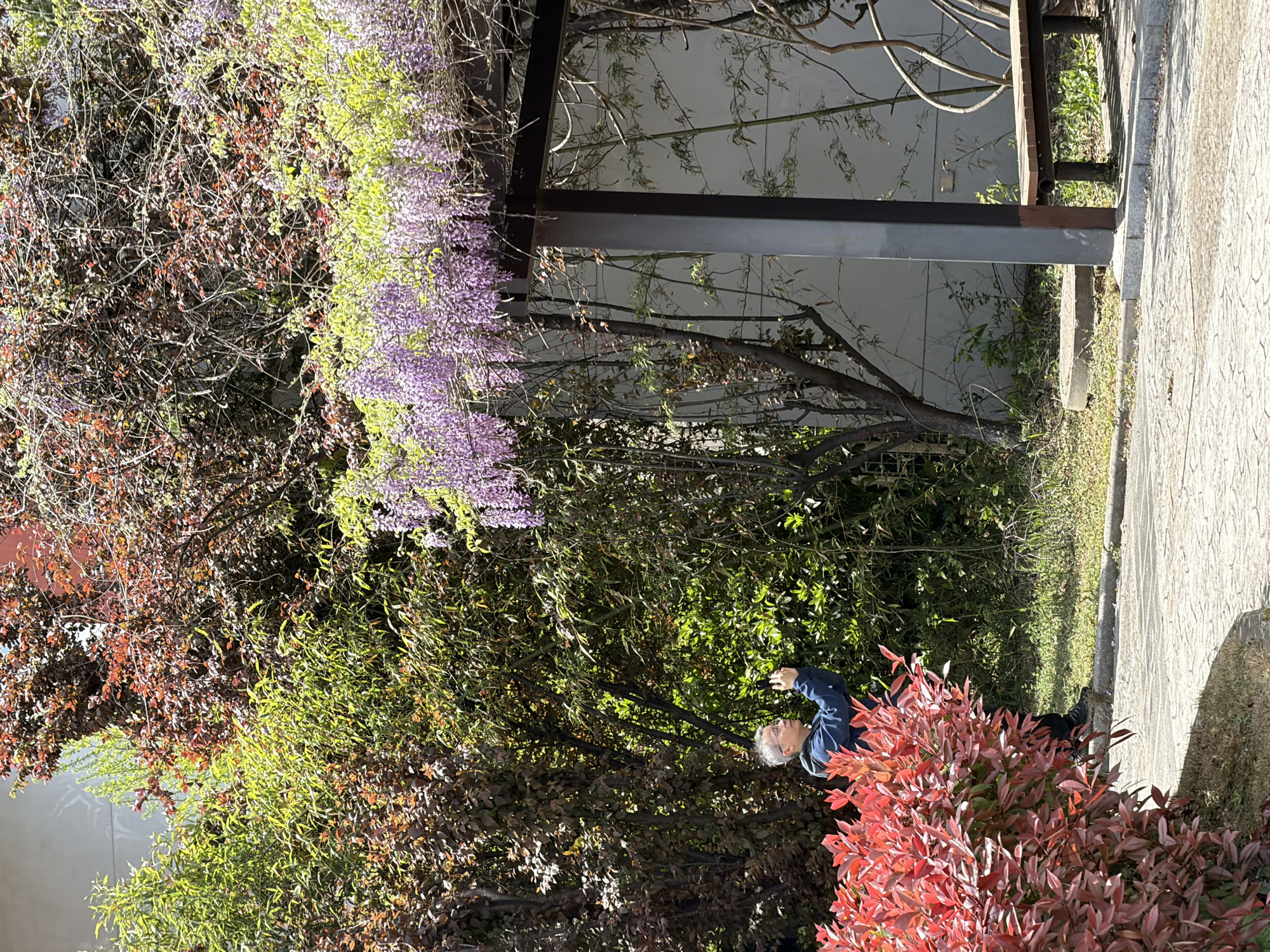 An eye-level, daytime, medium shot depicts a garden scene with a man standing among bushes. Wisteria hangs from a metal structure above. The man has gray hair and wears a blue jacket. Red-leaved bushes are to his right. The scene is located in the Jiangning District, China.