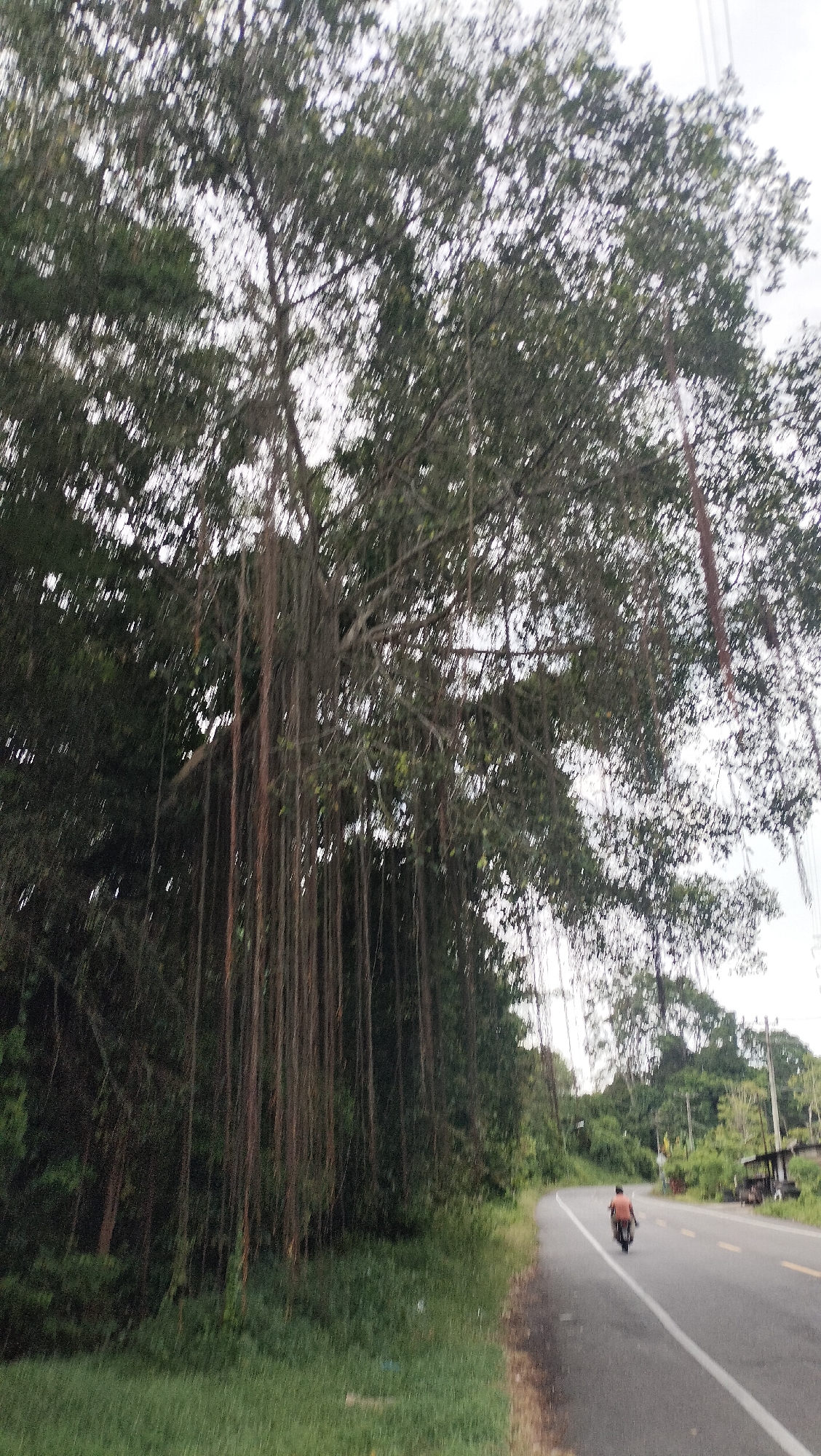 The image captures a rural road scene, likely in Lamtamot, Indonesia, during what appears to be an overcast day. The dominant feature on the left side of the frame is a colossal tree, possibly a banyan or a similar species, characterized by its extensive canopy and numerous aerial roots hanging vertically downwards, forming a dense curtain along the roadside.
The road itself is paved, curving gently towards the right into the distance. It features a solid white line marking the shoulder on the right and a dashed yellow line indicating the center of the road. A single person, dressed in an orange or brown shirt, is seen from behind riding a motorcycle away from the viewer, positioned roughly in the center of the right lane.
To the left of the road, beyond the hanging roots of the large tree, there is a thick wall of dark green, dense jungle-like vegetation. On the right side of the road, the landscape is also green with trees and shrubs, though less dense than on the left, and hints of power poles or utility lines are visible further down the road. The sky overhead is bright but covered with clouds, suggesting an overcast condition. No visible text is present in the image.