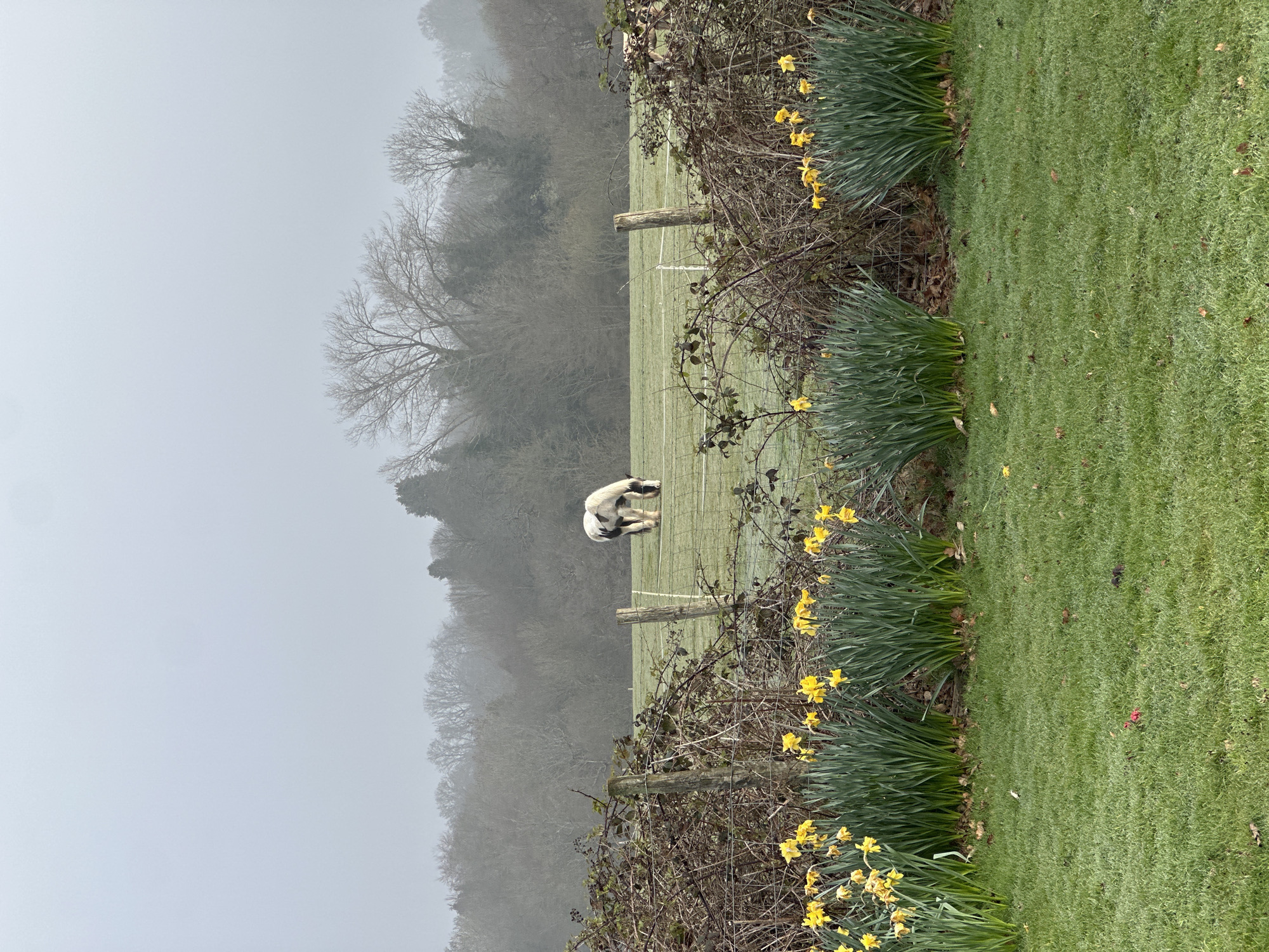The image presents a rural landscape in Tunbridge Wells, United Kingdom, characterized by misty, overcast weather. No people are visible. In the immediate foreground, a strip of green grass, interspersed with scattered brown leaves, precedes a dense row of yellow daffodils with green foliage, positioned at the base of a fence line. This fence consists of weathered wooden posts and wire, heavily overgrown with dark, thorny, bare-branched vegetation. Beyond this fence, a large, light green pasture is visible, appearing dewy or frosted. A single piebald horse, marked in black and white, stands in the pasture, its head lowered as if grazing. White electric fence lines and additional wooden posts are present within the field. The background features a dense, bare-branched woodland, largely obscured by atmospheric mist, which blends into a uniformly light grey sky.