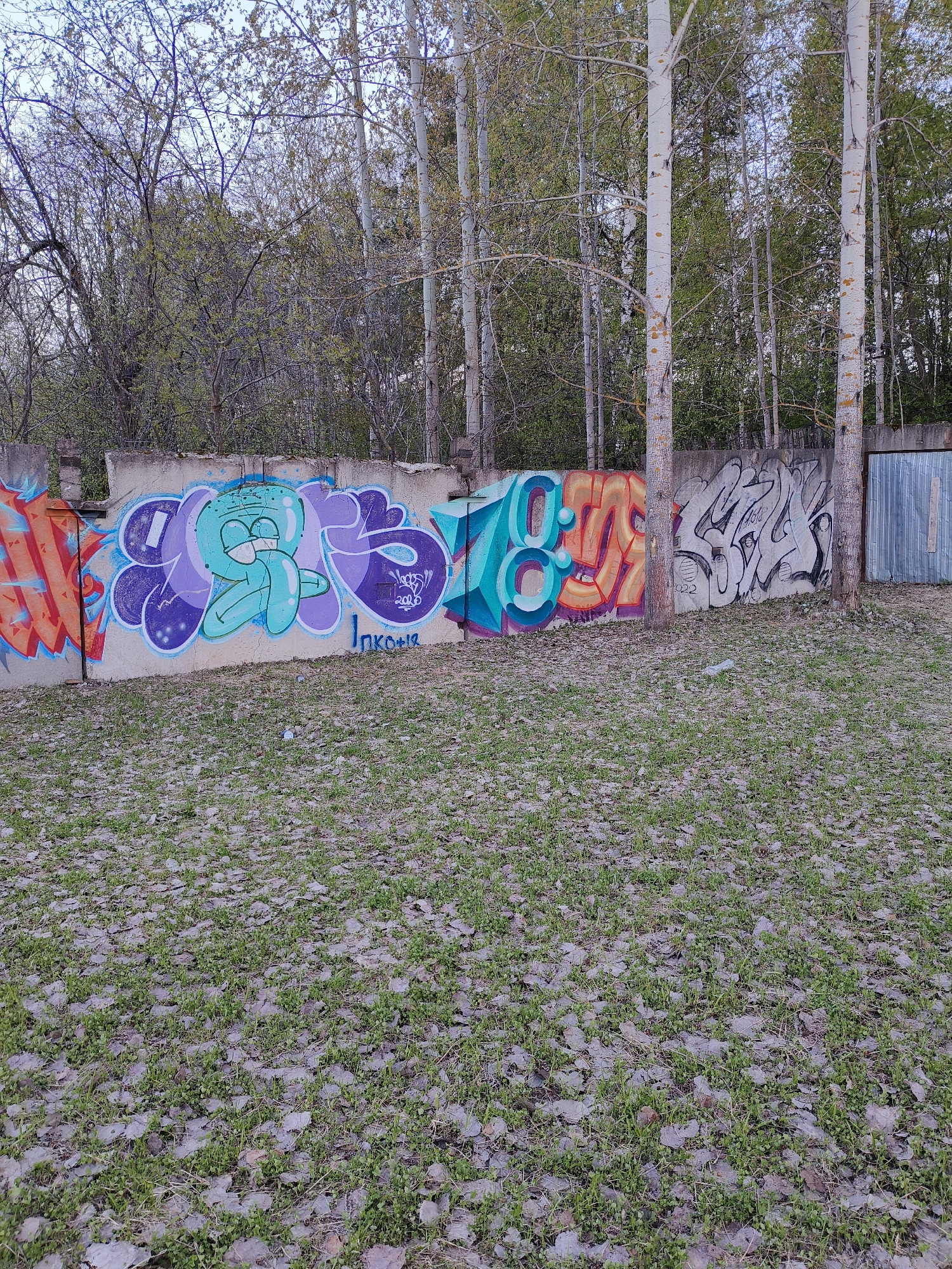The image shows a concrete wall covered in graffiti art, located in an outdoor area in the city of Chaikovsky, Russia. The wall is situated in front of a grassy area littered with fallen leaves. Behind the wall, a thicket of trees is visible, with several tall, thin birch trees standing close to the wall. The graffiti on the wall consists of various colorful designs and lettering. To the far right of the wall is a corrugated metal gate. The overall scene appears to be an unkempt or neglected urban area.