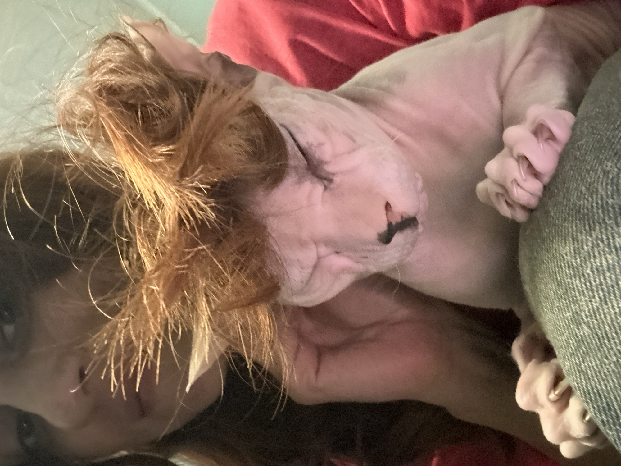 A person with long, dark hair, wearing a red shirt, is holding a hairless cat, possibly a Sphynx. The cat has wispy orange hair on its head, resembling a wig. The person's left hand is visible near the cat's head, and their right arm is wrapped around the cat. Both subjects are looking down. The background is blurred, but suggests an indoor setting. The image appears to be a selfie. The location is not specified in the image and cannot be determined.