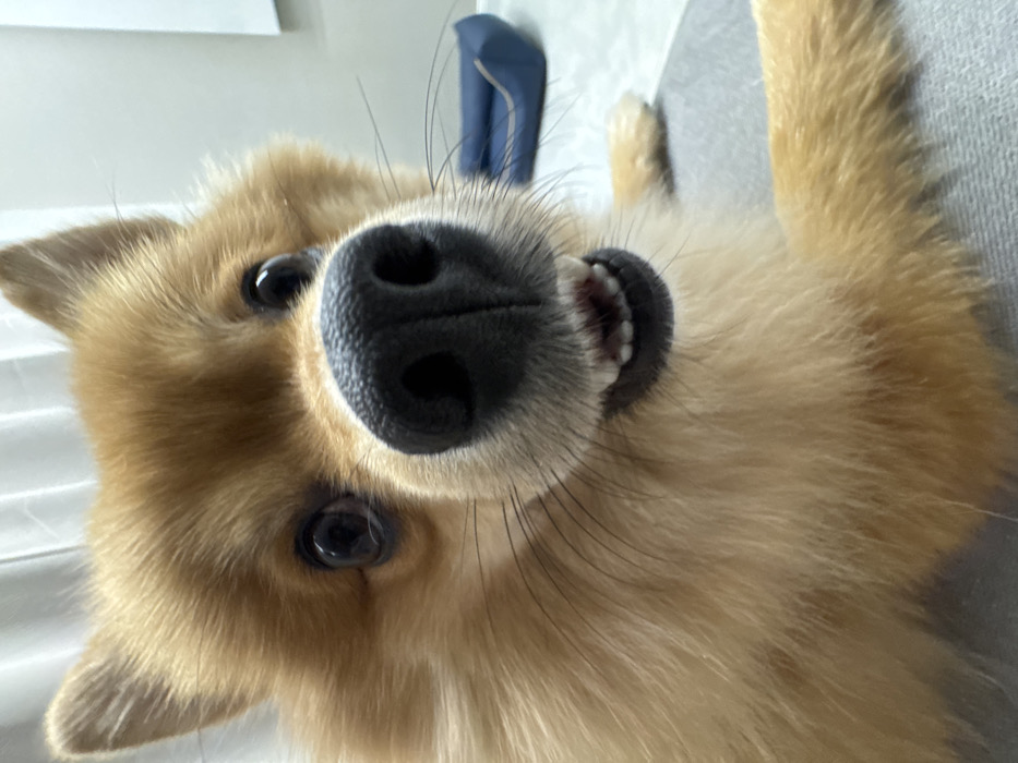 A light-brown to orange-furred dog, resembling a Pomeranian, is captured in a close-up, head-on perspective. The dog features large, dark, round eyes focused directly forward, a prominent black nose, and visible black whiskers extending from its snout. Its mouth is slightly open, revealing a clear set of small, white, uniform teeth on both upper and lower jaws. The dog's ears are erect and pointed. Its fluffy coat appears dense and well-maintained. The dog's right front paw rests on a light grey, textured fabric surface, suggesting it is seated or reclining on furniture. In the softly blurred background, a dark blue, curved pet bed or cushion is situated on a light-colored floor, adjacent to a plain white wall or sheer curtain. The scene is an indoor domestic setting in Sofia, Bulgaria.