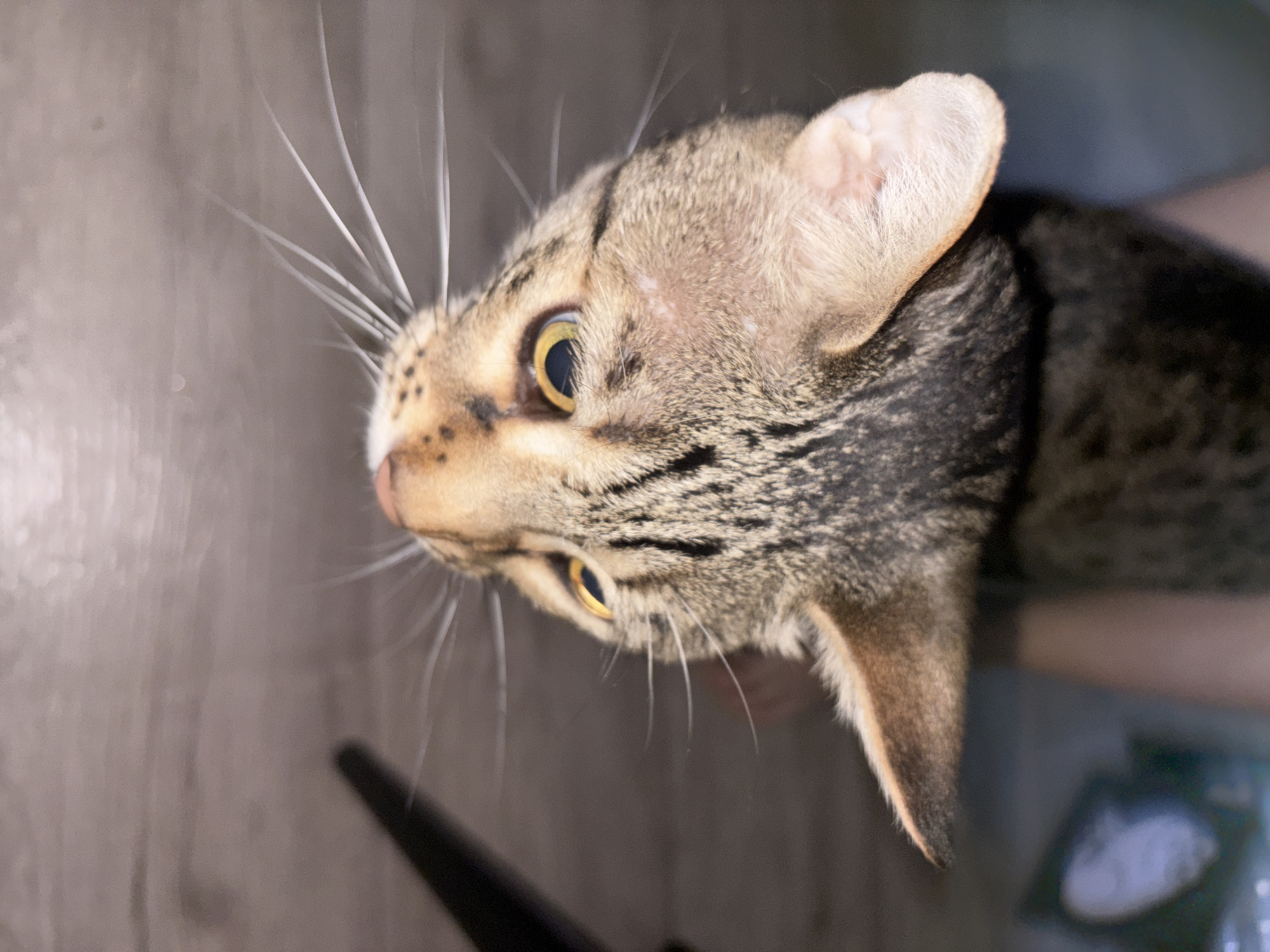 A close-up, high-angle shot features the head and upper body of a domestic cat, likely a tabby, in an indoor setting. The cat's head is positioned sideways, looking intently towards the left side of the frame and slightly downwards.
The cat displays distinct striped fur in shades of brown, black, and tan, with lighter patches around its eyes and ears. Its large, round eyes are a striking golden-yellow with narrow black pupils, conveying a strong sense of alertness and focus. Numerous long, white whiskers protrude prominently from its snout. One ear, light pink inside with fine, light fur, is clearly visible, perked up and slightly turned. Patches of lighter, possibly faded or slightly scaly, fur are visible above and behind the eyes, extending towards the ears.
The background is blurred, showing what appears to be a light-colored wooden or laminate floor running vertically on the left. A dark, indistinct object, possibly a furniture leg or stand, is partially visible in the bottom left corner. On the right side of the frame, behind the cat's body, a faint, blurred object with light blue and white tones can be seen.
The cat appears to be intently observing something out of frame, suggesting a moment of curiosity or engagement. The setting is a domestic interior, possibly a home in Раздолье, Russia. There is no visible text in the image.