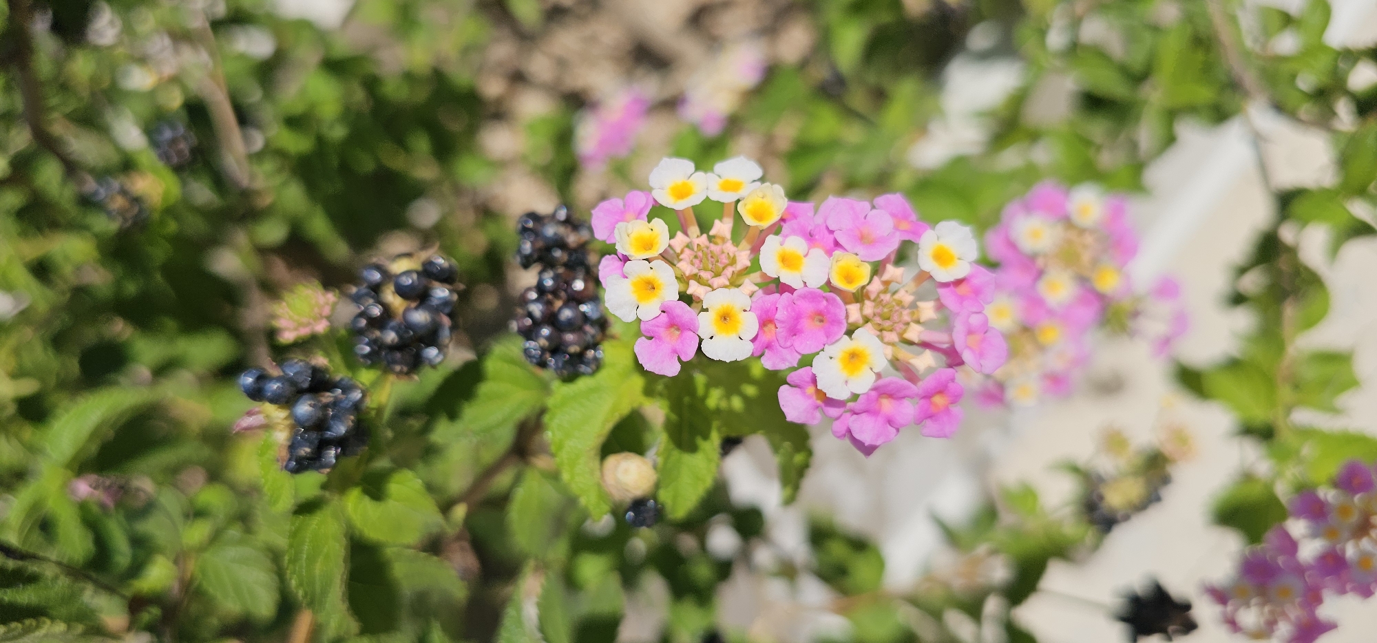 The image shows a cluster of lantana flowers with pink and white petals and yellow centers, growing on a branch with green leaves. Clusters of dark, berry-like fruits are visible above the flowers. The background is a blur of green foliage and light-colored ground. The image was taken in the city of Supetar, Croatia.