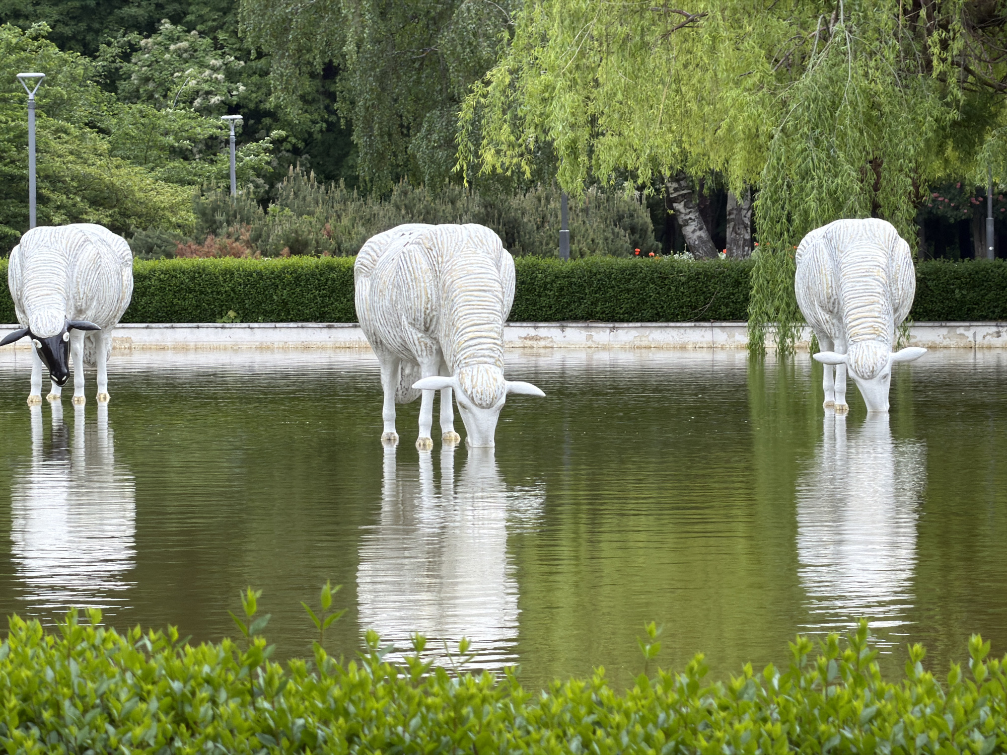 Three white sheep sculptures are positioned in shallow water, their heads lowered as if drinking. The leftmost sheep has a black face. The sculptures are reflected in the water. Behind the sheep is a concrete wall topped with a dense green hedge. In the background, there are various trees and bushes. Two lampposts are visible behind the hedge on the left. In the foreground, green shrubbery lines the bottom of the frame. The scene is located in Sofia, Bulgaria.