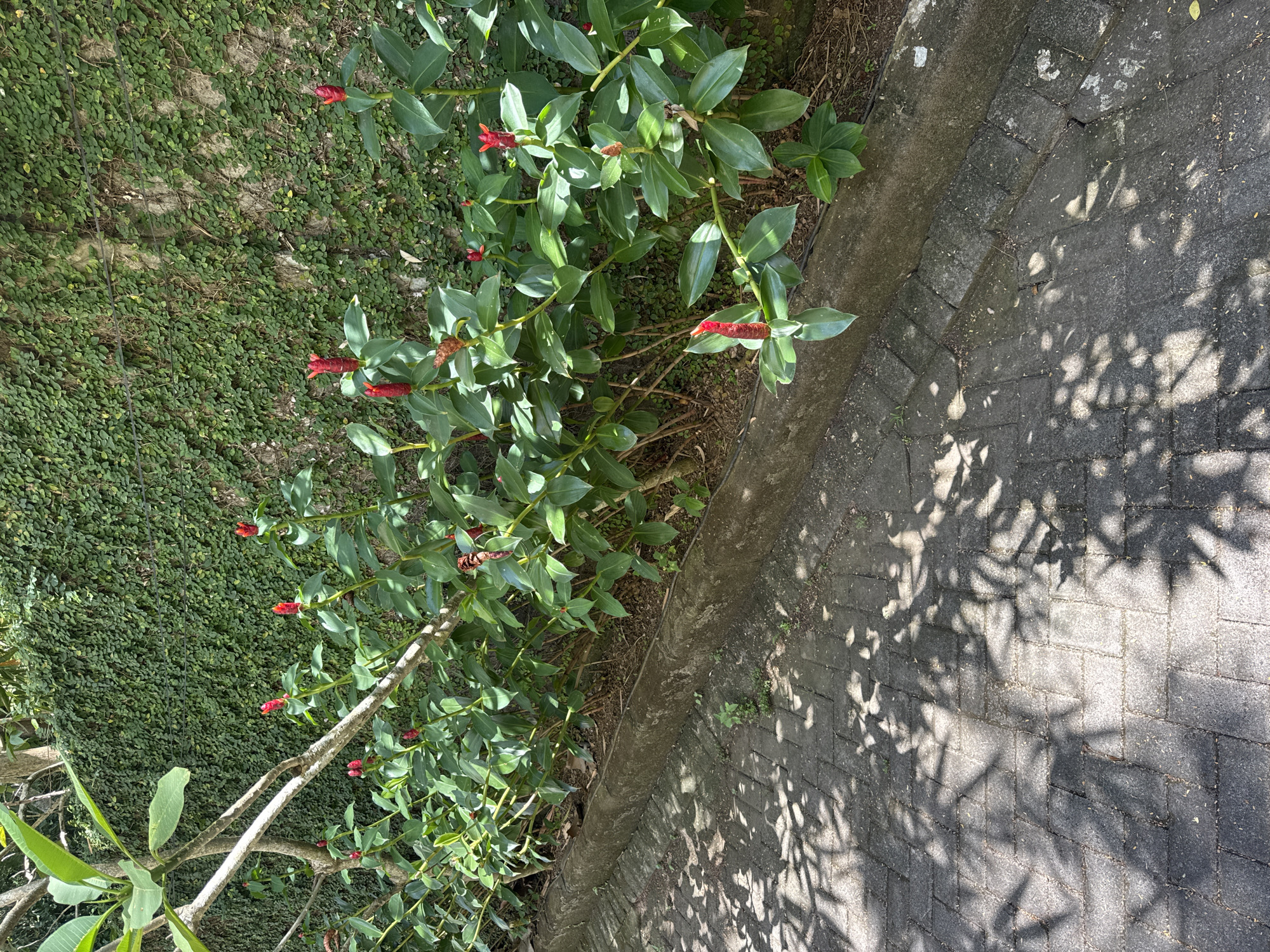 The image shows a paved area alongside a garden. The pavement is made of dark gray rectangular bricks, marked with shadows cast by trees. A garden borders the pavement, consisting of a dense mat of small green plants, and a row of plants featuring large green leaves and red tubular flowers, possibly a type of ginger. A portion of a light-colored tree branch with broad green leaves is visible in the lower-left corner. The location is consistent with the urban landscape of Kuta Selatan, Indonesia, but no specific landmarks are discernible in the image.