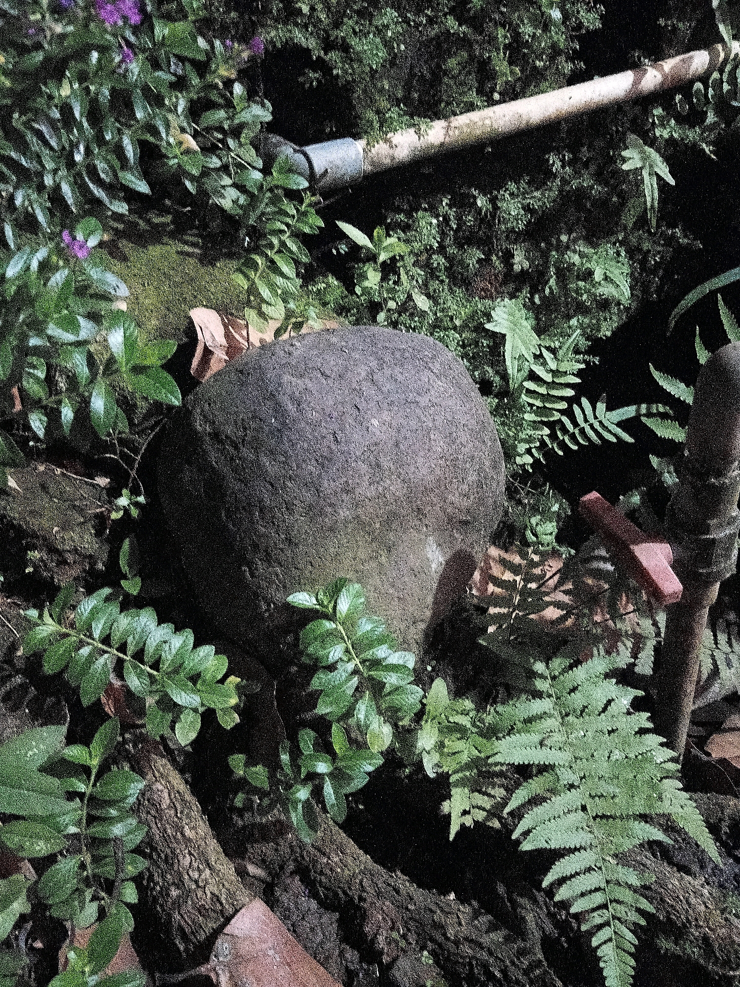 The image depicts a close-up view of a stone, surrounded by lush green foliage and ferns, suggesting a natural or garden setting. A section of a pipe, possibly for irrigation, runs horizontally across the upper portion of the frame. A dark, rough-textured vertical object, possibly another pipe or a wooden post, is visible on the right side, with a small red T-shaped object attached near its base. The lighting indicates it is daytime, with shadows suggesting the presence of overhead obstructions. The scene appears to be outdoors in a humid environment, consistent with a tropical or subtropical location. The stone is dark gray and roughly spherical, with a textured surface. There are no people visible in the image. The presence of the pipe and the overall greenery suggest a functional garden or park area within a city like Cikal, Indonesia, where such elements are common for maintaining vegetation.