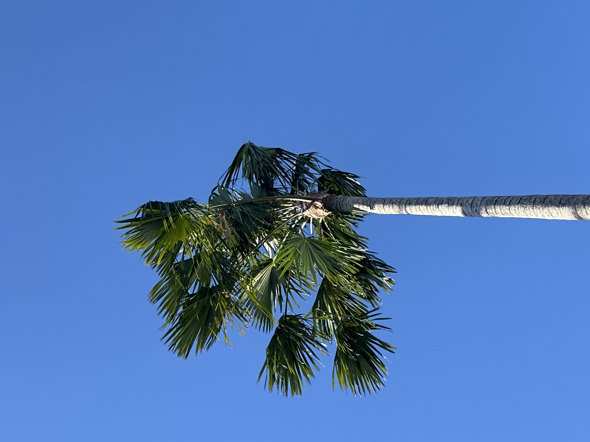 An upward-facing shot shows a palm tree trunk extending horizontally across the frame, with its green fronds hanging down against a clear, cloudless blue sky. It is daytime. The location is North Kuta, Indonesia.