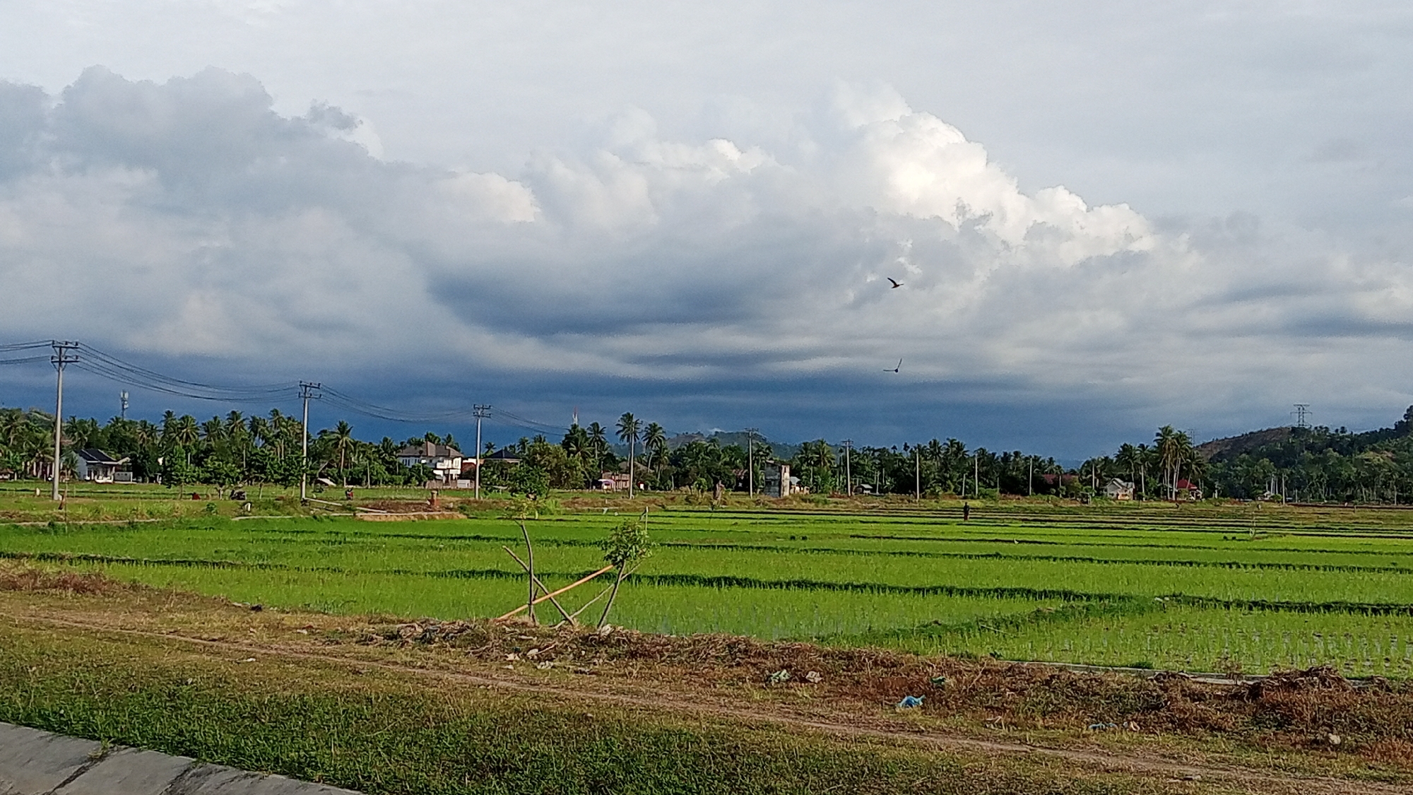 A panoramic, eye-level, landscape photograph captures a rural scene in Meunasahtambo, Indonesia, under a dramatic, overcast sky. The foreground features dry, brown soil and sparse, green grass, separated by a grey concrete barrier. Beyond this, a vibrant green, flooded rice paddy stretches horizontally across the frame, with distinct rows of young rice plants visible. Several wooden poles with attached wires, likely supporting electricity or communication lines, are positioned along the left side of the image and further into the background.
In the mid-ground, a line of tropical trees, predominantly palm trees, marks the edge of the paddy and obscures a cluster of buildings, including houses with white walls and red roofs, and some less distinct structures. Beyond the trees, rolling hills covered in dense green foliage rise, culminating in a distant hill with a large electrical transmission tower.
Two black birds are captured in mid-flight against the dynamic sky, which is dominated by large, dark grey storm clouds that contrast with patches of brighter white clouds. The lighting suggests an impending storm or the aftermath of one, with some areas of the landscape illuminated by diffused sunlight. A single human figure, appearing as a dark silhouette, is visible walking in the far right of the rice paddy. The overall impression is one of serene, natural beauty tinged with the power of an approaching weather system.