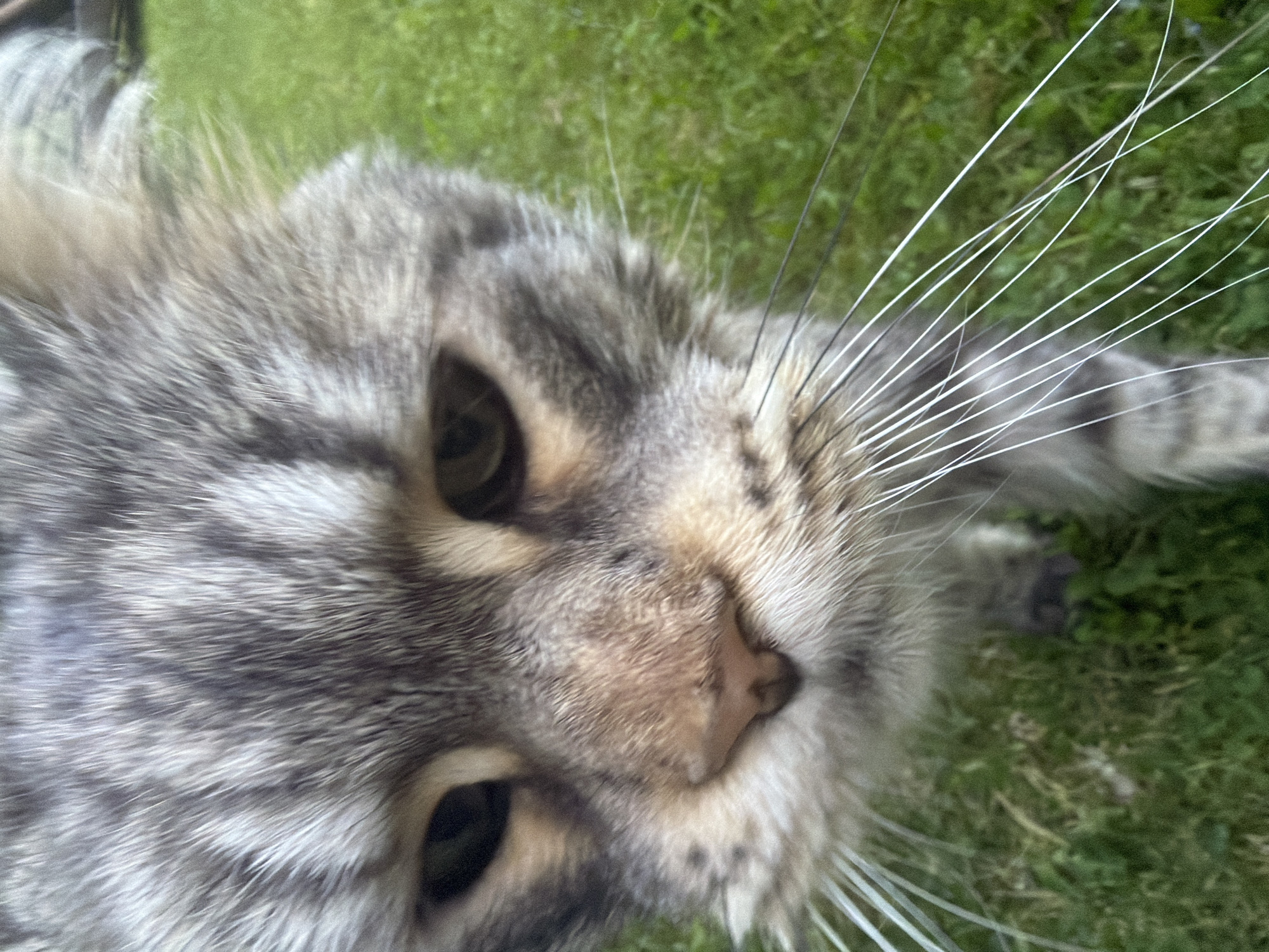 A close-up, slightly blurry, over-the-shoulder shot shows the face of a tabby cat with green eyes and long white whiskers, outdoors on a grassy lawn. The cat's fur is a mixture of gray, black, and white stripes. The background is a blur of green grass, suggesting an outdoor setting in a suburban or rural area. No specific landmarks or details indicating a location within the city of Ленинское, Russia, are visible.