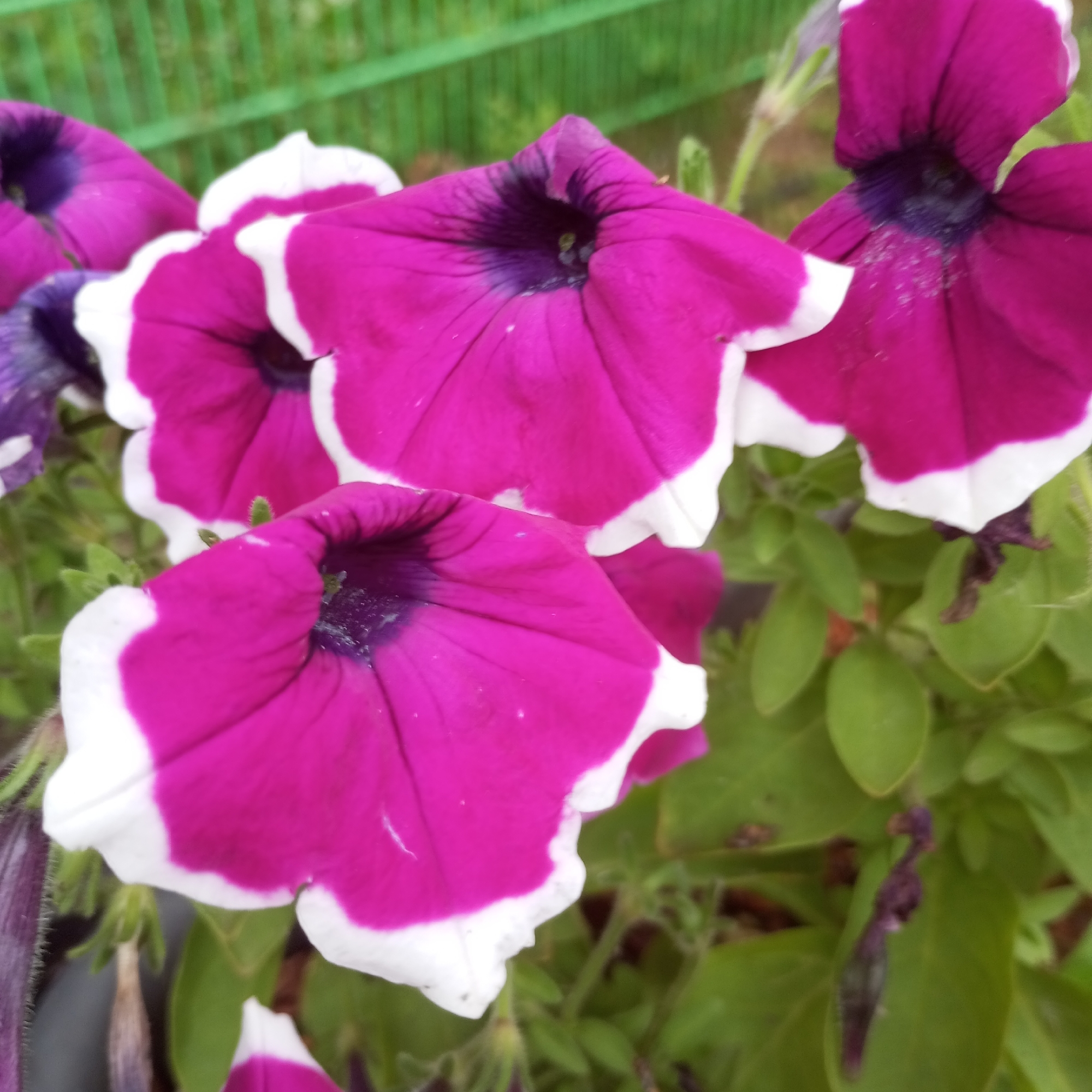 A close-up, slightly blurry photograph shows a cluster of vibrant magenta petunia flowers with white edges, set against a backdrop of green foliage. The flowers are the dominant subject, with some in sharp focus and others softly blurred. The background hints at an outdoor environment, possibly a garden or park, with a blurred green fence-like structure visible at the top. No people or specific urban landmarks are identifiable, so the location in Izhevsk, Russia cannot be determined from the image itself. The scene is static, with no observable action.