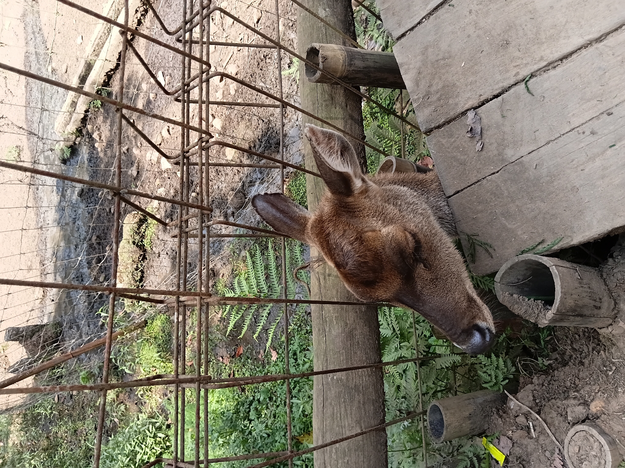 A medium shot captures a young deer peeking through a rusted metal fence. The deer's head is angled downwards, with its eyes closed, giving it a gentle appearance. Its brown fur is visible, and its ears are perked slightly. The fence is made of thin, vertical metal bars with a mesh backing, showing signs of rust. Beyond the fence, lush green ferns and other foliage are visible, suggesting a natural or semi-natural habitat. A thick wooden beam runs horizontally across the frame, behind the fence and in front of the plants. To the right of the deer, a section of a wooden platform is visible, constructed from rough-hewn planks. The ground beneath the platform and fence is dirt, with some scattered debris including what appears to be a yellow wrapper and some dried leaves. Several hollow bamboo-like tubes are also present on the ground, possibly serving as feeders or part of the enclosure. The overall impression is that of an animal in an enclosure, possibly a zoo or sanctuary, within a green, outdoor environment. The scene is illuminated by natural light, casting shadows from the fence onto the ground. The location is identified as Ciburial, Indonesia.