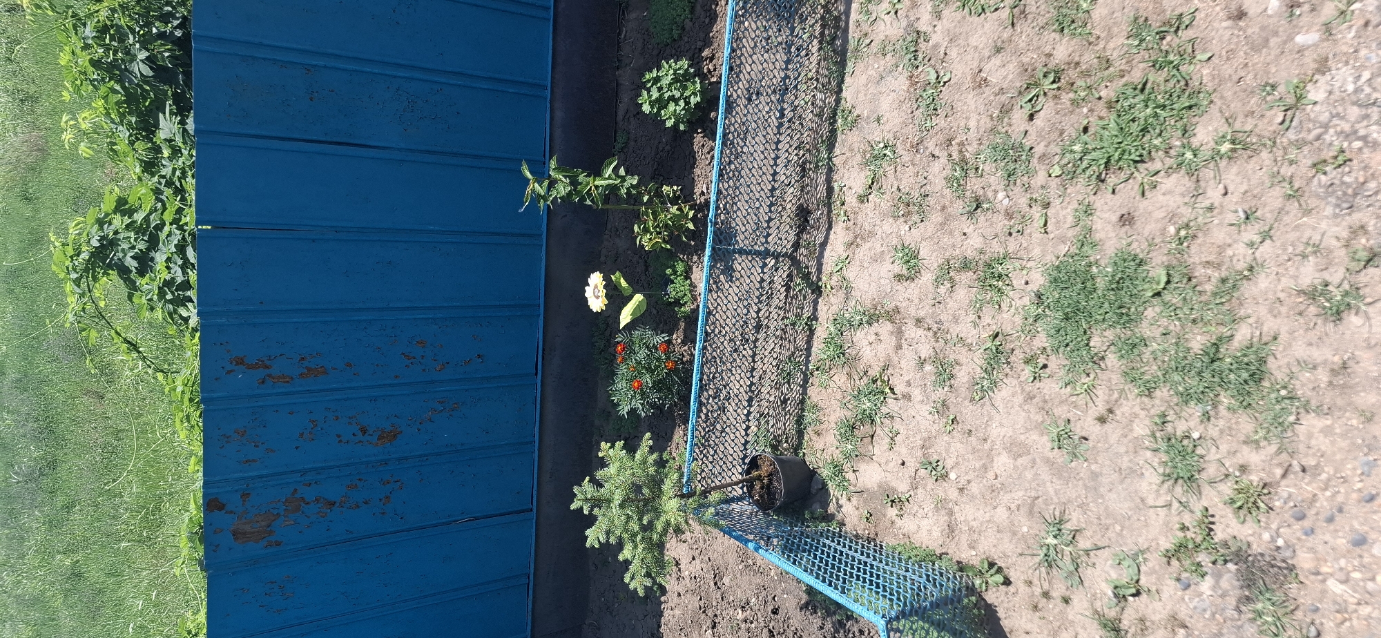 In Kabekhabl, Russia, a small evergreen tree in a black pot stands within a fenced-off garden area. Adjacent to the tree, a small bush with orange flowers blooms, and a decorative sunflower stake stands nearby. Further along, a taller plant with green leaves grows in the soil, and a bushy green plant is visible on the right. The garden is bordered by a blue mesh fence with a blue rope trim. Behind the garden, a rusty blue metal fence separates the area from overgrown green vegetation. The ground in the garden is mostly soil with sparse patches of grass and weeds.