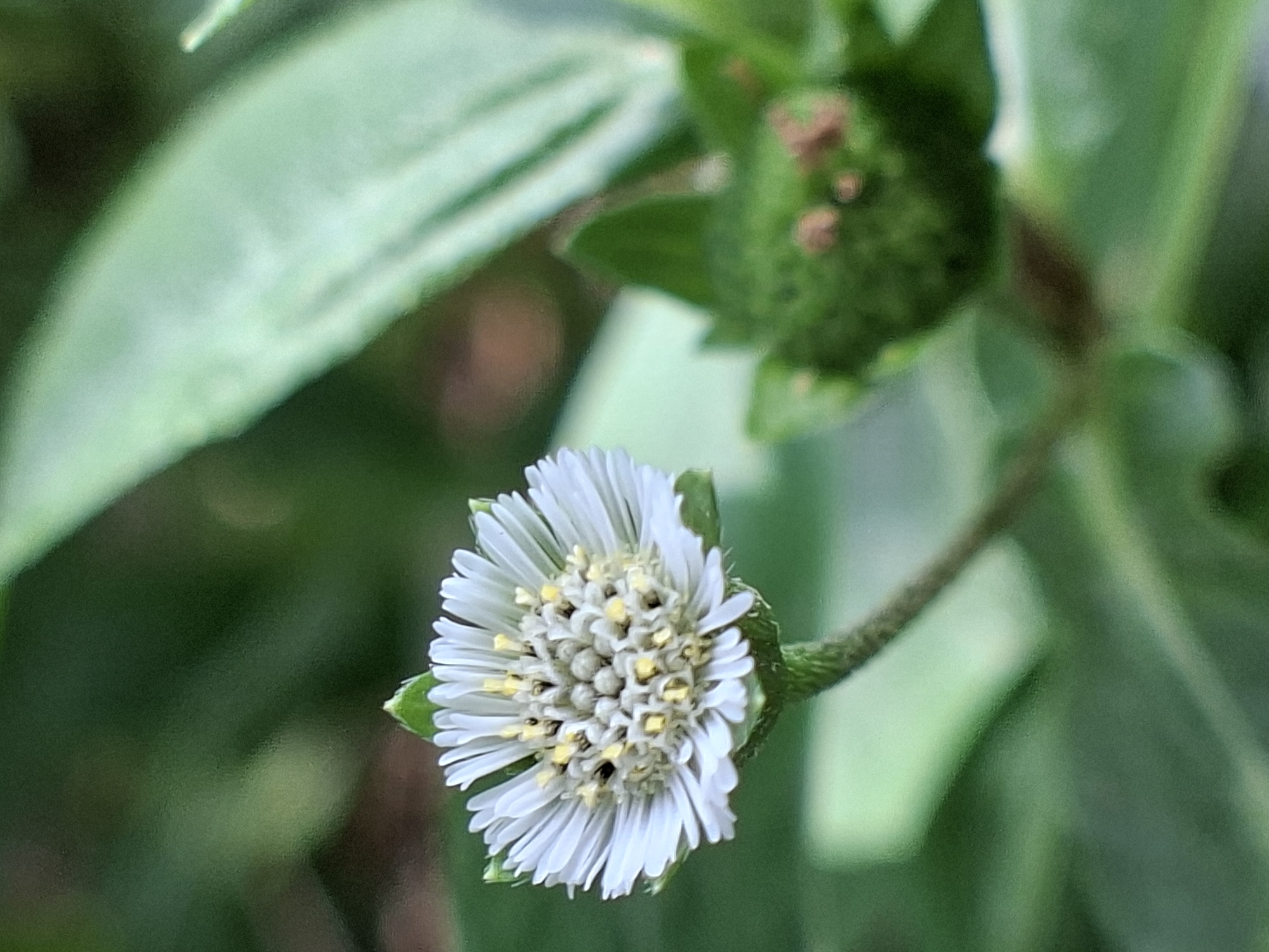 A close-up captures a white flower with a yellow center, surrounded by green foliage. The flower is prominently in focus, and another green bud-like object sits slightly out of focus in the background. The environment consists primarily of green leaves and stems. The location is Kutaglumpang, Indonesia.