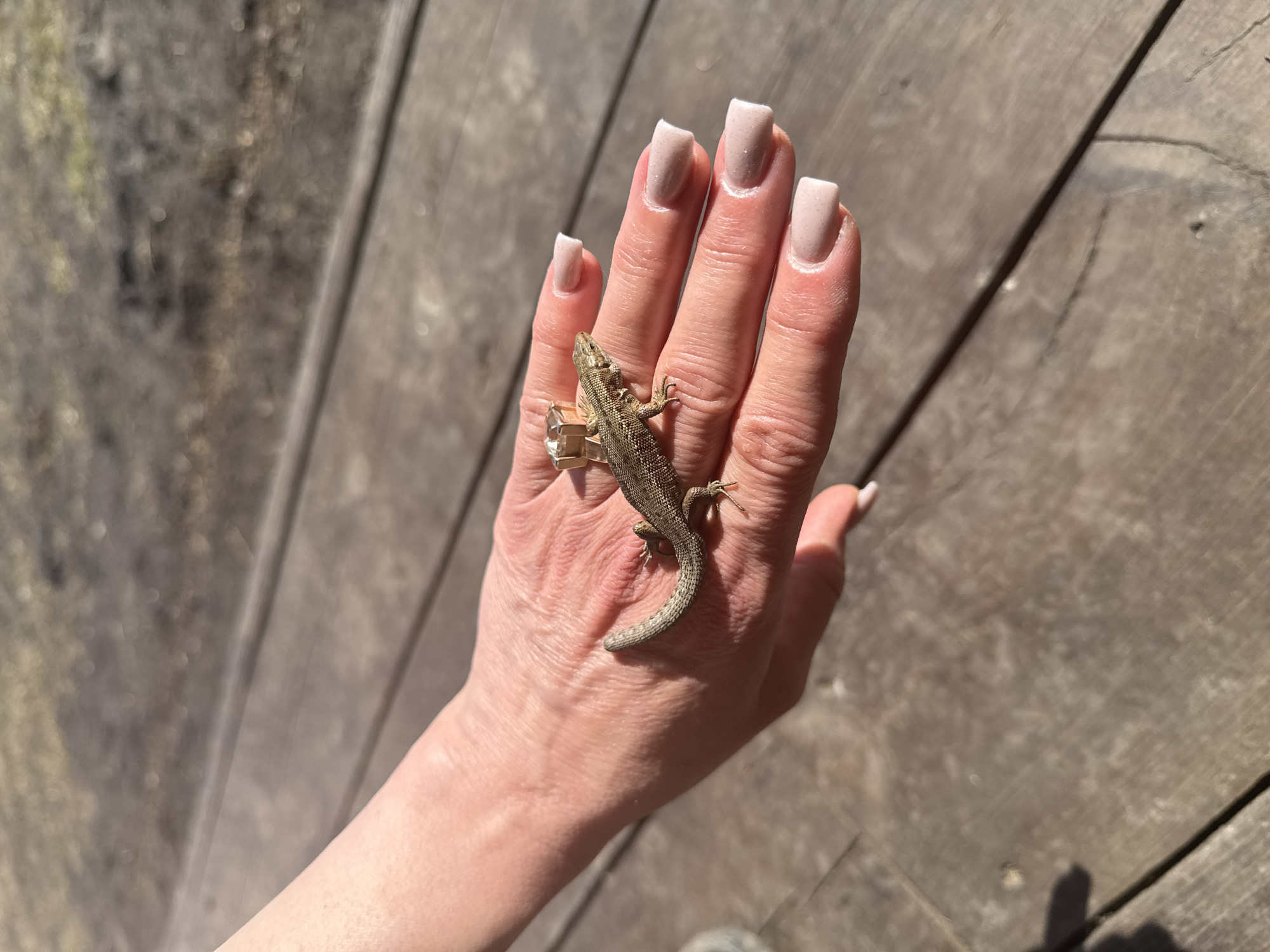 The image depicts a woman's hand with a small lizard resting on it. The hand is fair-skinned with manicured nails, and a large ring is visible on the ring finger. The lizard appears to be a European lizard. The background consists of weathered wooden planks, possibly a deck or walkway. There is nothing to explicitly connect this image to Tyulyuk, Russia. There are no discernible landmarks or features that would indicate its exact location.