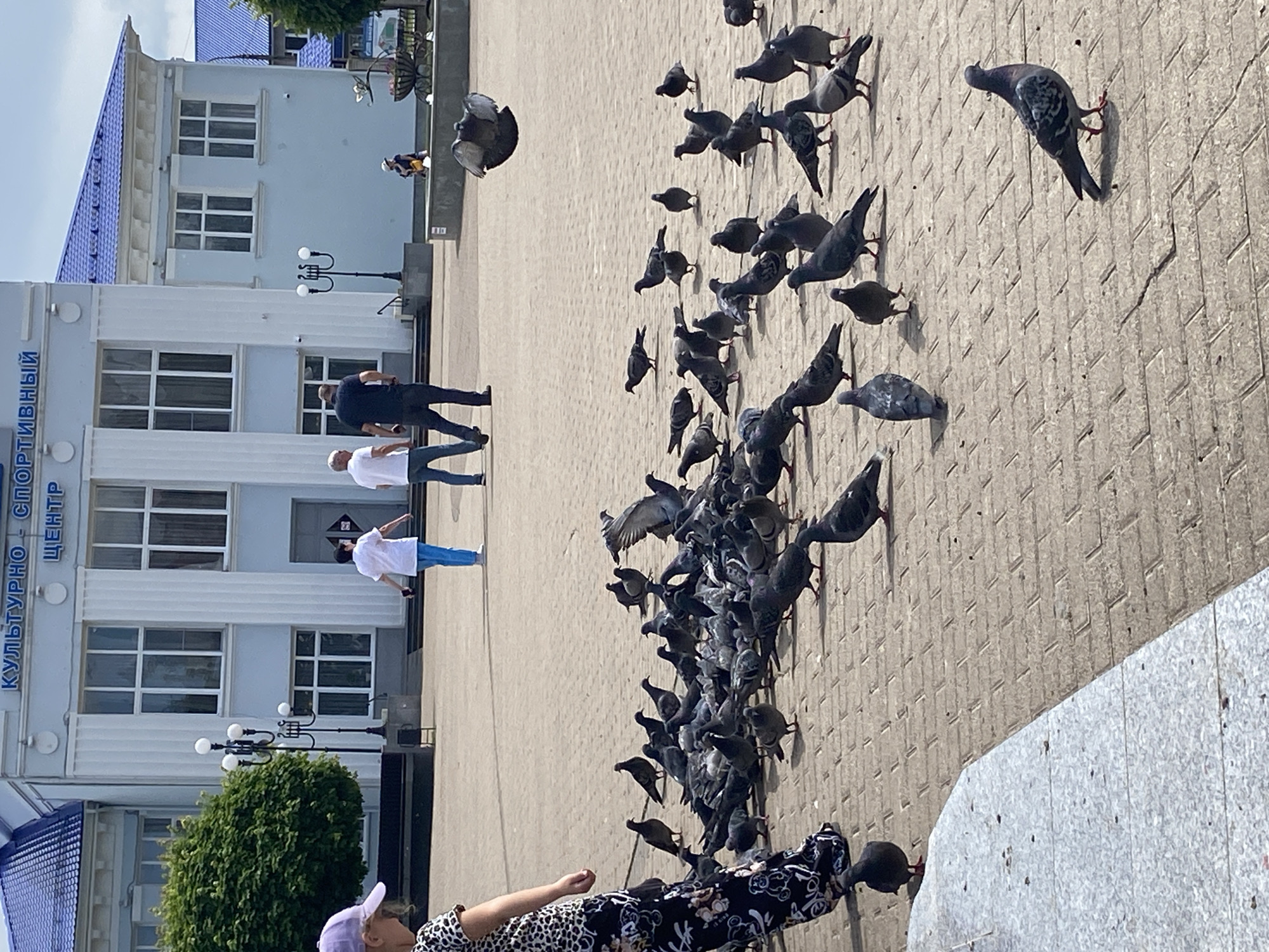 This outdoor image captures a lively scene in a public square in Chaikovsky, Russia, under bright daylight. The ground is paved with light-colored, textured tiles.
In the foreground, partially visible on the bottom left, a woman wearing a light purple cap and a black and white patterned top extends her arm towards a large flock of pigeons. Numerous pigeons are clustered around her, some pecking at the ground, some walking, and a few captured in flight.
To the left, a prominent light blue building with a striking dark blue, possibly tiled, roof serves as a backdrop. The building features white columns and multiple rectangular windows. A partial sign on its side displays Cyrillic text, reading "КУЛЬТУРНО - СПОРТИВНЫЙ ЦЕНТР", which translates to "CULTURAL - SPORTS CENTER". Near the building, a multi-lamp street light and a dense green bush are visible. Three other people are seen near the building: two men in casual attire are walking, and another person stands further back.
The activity central to the image is the woman interacting with and likely feeding the large group of pigeons. The scene depicts a casual, peaceful moment in a city environment on a clear, sunny day.