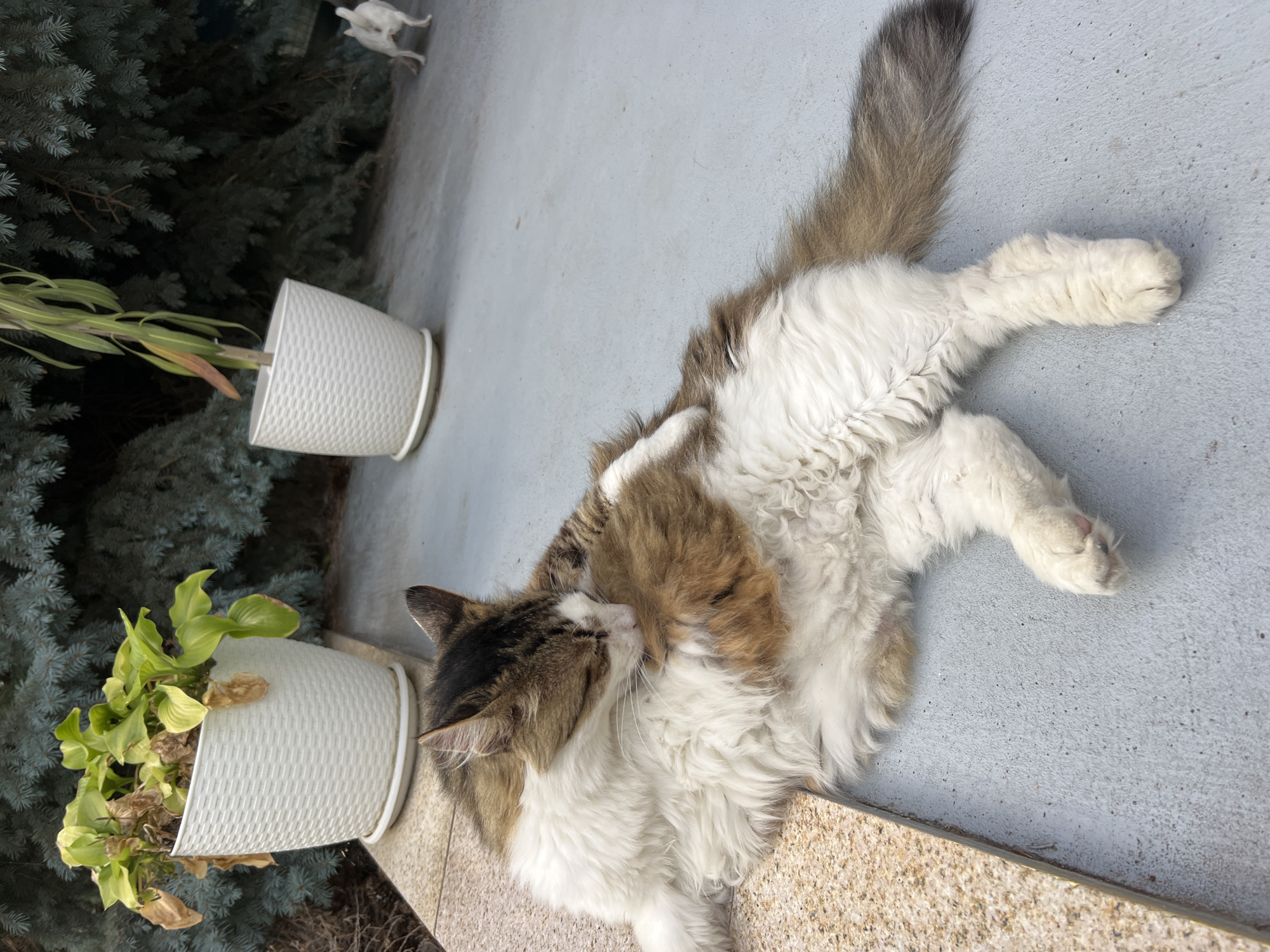 In the city of Fontanka, Ukraine, a fluffy cat with white, brown, and black fur is grooming itself outdoors. The cat is lying on a gray concrete surface, with its body partially on a speckled beige stone ledge. In the background, there are two white woven planters, one containing a green plant with some brown leaves, and another holding a thin plant with green and brown leaves. A dark evergreen tree line forms the backdrop. In the far right of the image, a small white dog is visible in the distance, facing away from the camera.