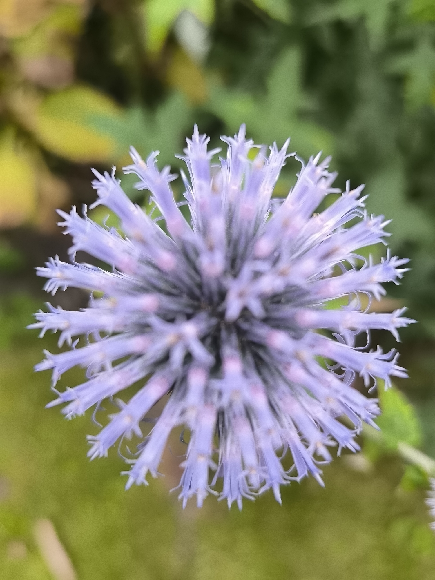 The image is a close-up, slightly out-of-focus shot of a spherical, light purple flower. The flower's petals are long, thin, and pointed, radiating outwards from a central point, giving it a spiky appearance. The background is a blur of green and yellow foliage, suggesting an outdoor setting, possibly a garden or park. No specific location in Klaipėda, Lithuania is identifiable from the image. There are no people, actions, or interactions depicted.