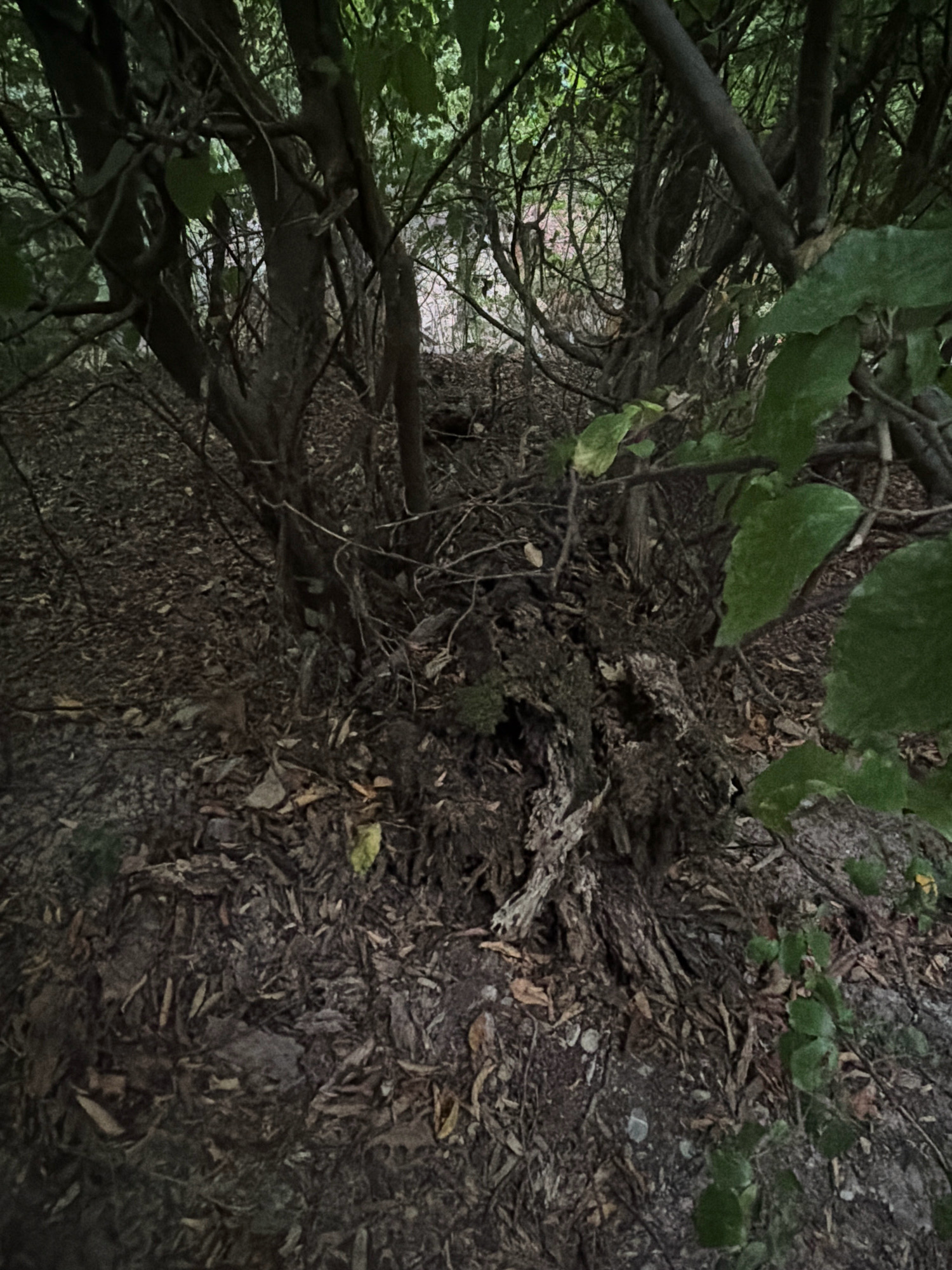 The image shows a close-up view of the base of a tree with exposed roots and a dense forest floor covered in fallen leaves and debris. The scene is dimly lit, suggesting it is either dawn, dusk, or nighttime. The vegetation is overgrown, with branches and leaves obscuring much of the background. There are no people or animals visible in the frame. The location in the city of Masalli, Azerbaijan is not discernible from the visual information in the image.