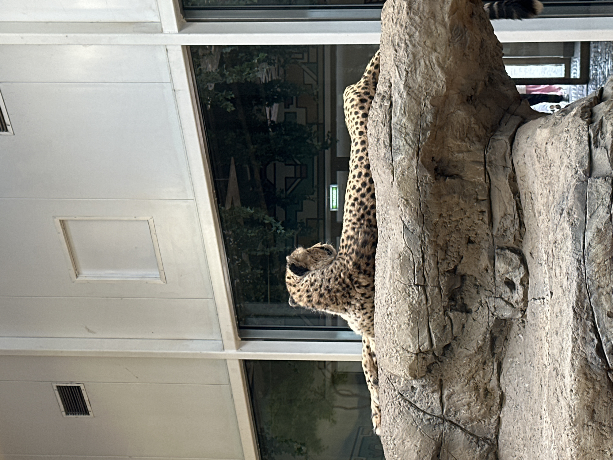 A cheetah is climbing on an artificial rock structure inside an indoor enclosure. The enclosure has large windows, and the building exterior outside the windows is visible. The location is likely the Kazan Zoo in Kazan, Russia, as they have an indoor cheetah enclosure with a similar setup.