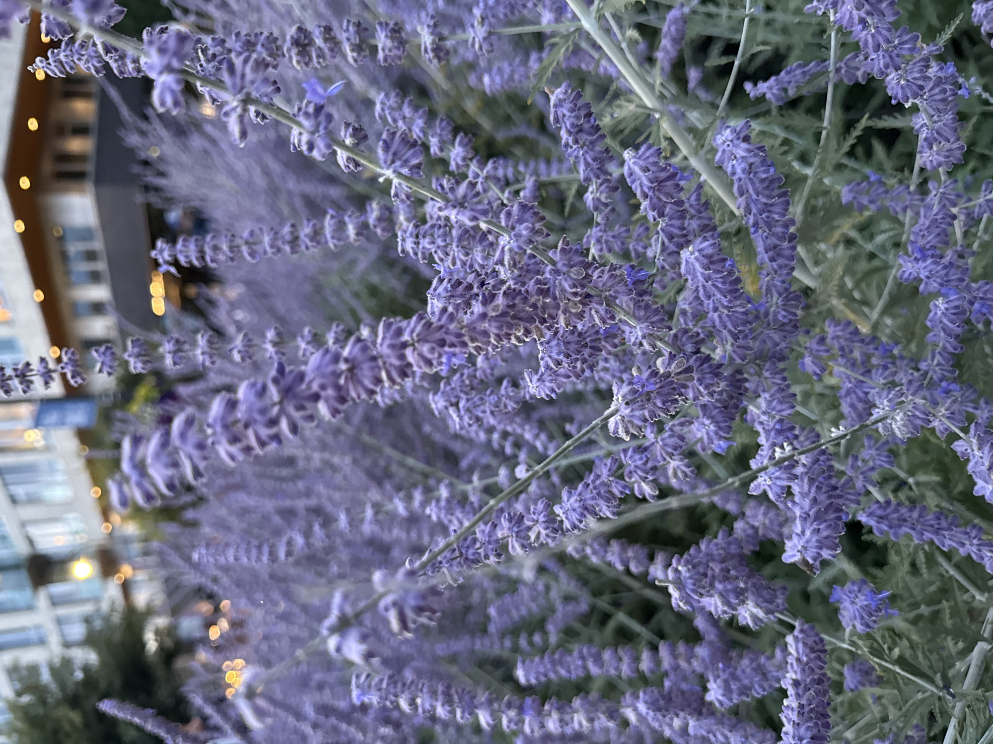 The image shows a close-up of blooming Russian sage plants with their distinctive purple flowers. In the background, a blurred modern building with illuminated windows is visible. The scene appears to be an urban outdoor setting, possibly a landscaped area in front of a commercial or residential building. The lighting suggests it might be dusk or evening, with artificial lights from the building casting a warm glow. There are no people or animals clearly discernible in the image. The focus is on the floral subject, with the background softly out of focus.