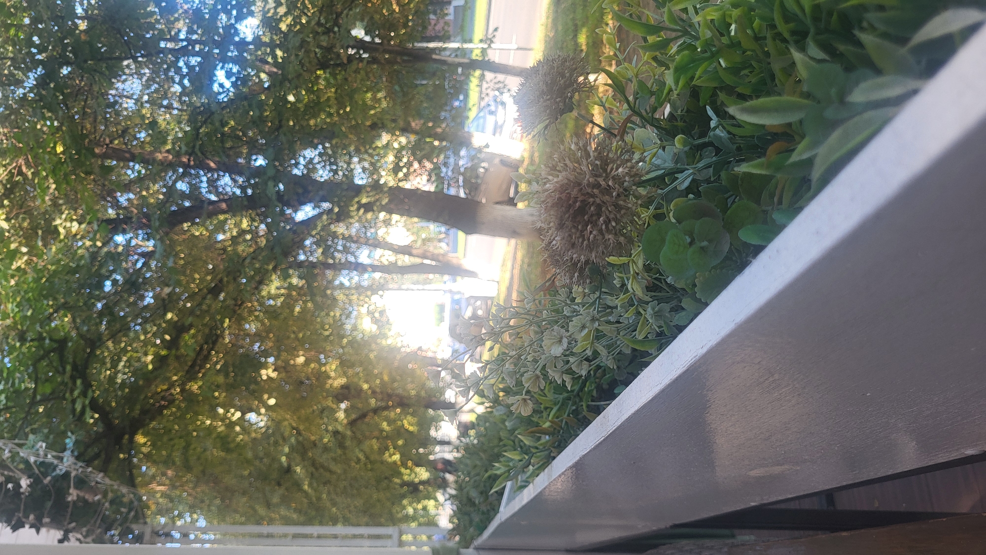 The image shows a close-up of an outdoor planter filled with artificial greenery, including spiky brown seed heads and delicate light-colored flowers. The planter is positioned in front of a row of trees with lush green foliage, some of which are illuminated by dappled sunlight filtering through the leaves. Beyond the trees, a street is visible with cars parked and moving. The overall scene suggests an urban setting, possibly a park or a street lined with trees and planters. The viewpoint is from slightly above the planter, looking outwards towards the street.
