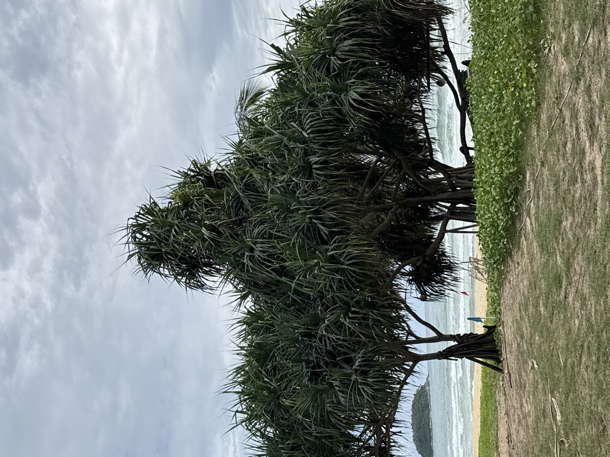 The image shows a tropical beach scene in Karon, Thailand. In the foreground, there is a grassy area with sandy patches. Behind this, a thick, dense pandanus tree with its distinctive aerial roots dominates the mid-ground. The tree's leaves are long and spiky, creating a full canopy. Beyond the tree, a sandy beach stretches towards the ocean, where waves are breaking. In the distance, a small, verdant island is visible on the left, and the sky above is overcast with gray clouds. Two small flags, one blue and one red, are planted in the sand near the edge of the vegetation. The overall impression is a natural and somewhat wild beach setting.