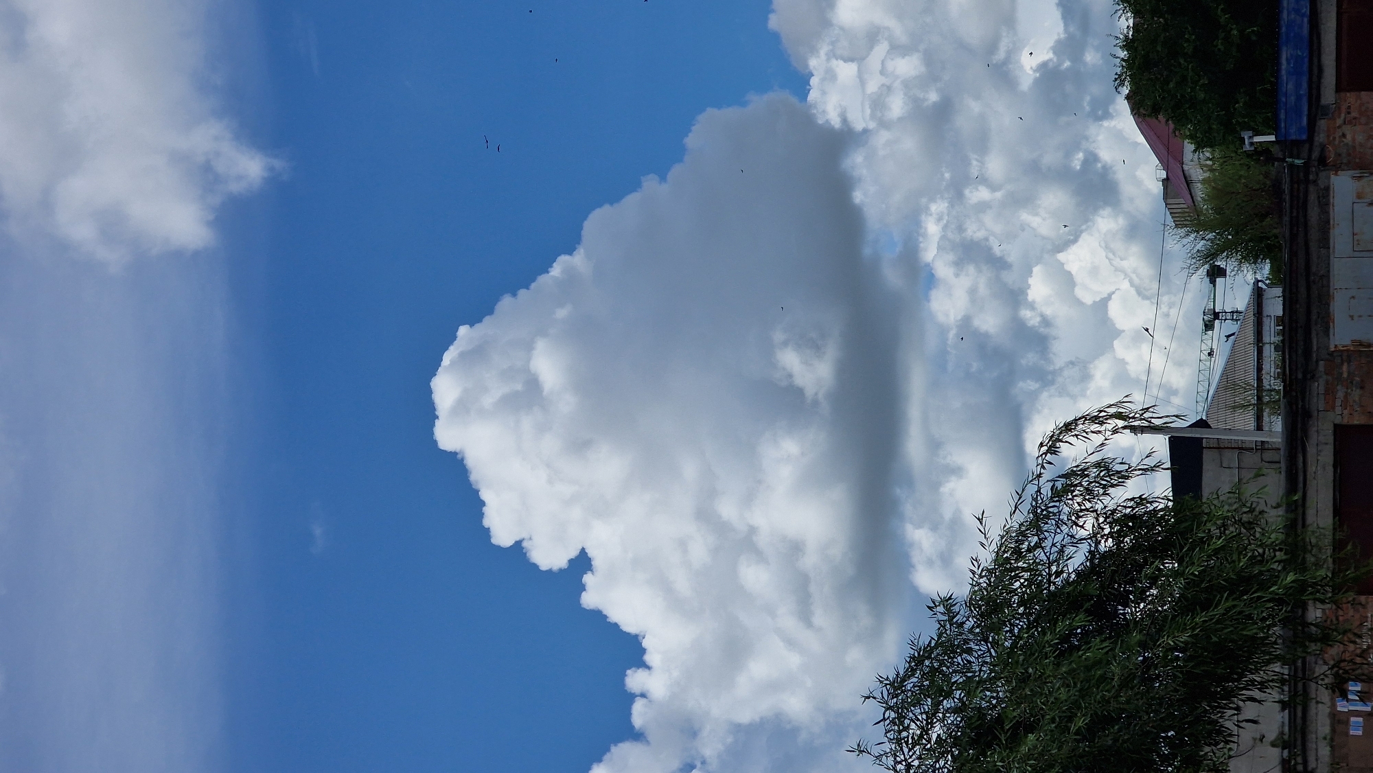 A vertical, eye-level shot captures a bright, partially cloudy sky over Kostanay, Kazakhstan. Dominating the upper half of the frame is a massive, cumulus cloud formation. The sky transitions from a deep blue at the top to a lighter hue towards the horizon. Several small birds are visible as dark specks against the sky and clouds. In the lower portion of the image, the top of a building with a gray roof is partially obscured by the branches of a large, leafy tree with green foliage, which hangs over the scene from the left. A construction crane is visible in the distance, behind the building. The foreground shows the top of a brick structure.