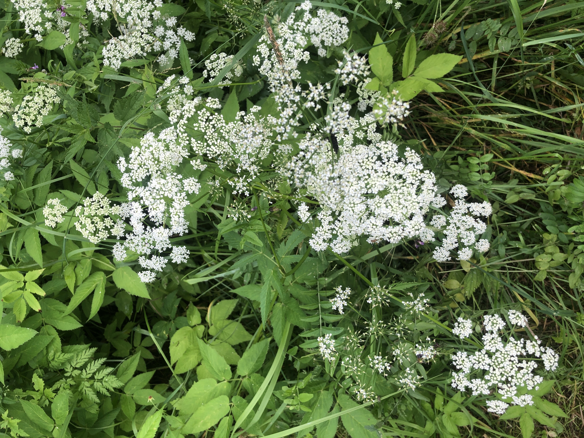 The image is a close-up, overhead view of a patch of wild vegetation, dominated by white, umbelliferous flowers and various green leaves. The flowers are clustered in large, flat-topped or rounded inflorescences, composed of numerous tiny white blossoms. These flowers are interspersed with different types of green foliage, including broad leaves and fern-like, finely dissected leaves. Tall, thin blades of grass are also visible throughout the scene, some appearing dried and brown. The overall impression is one of a natural, untamed area, possibly a roadside verge or a neglected field. No specific landmarks or buildings are visible, and there are no people or animals present. The scene is static and devoid of any discernible activity.