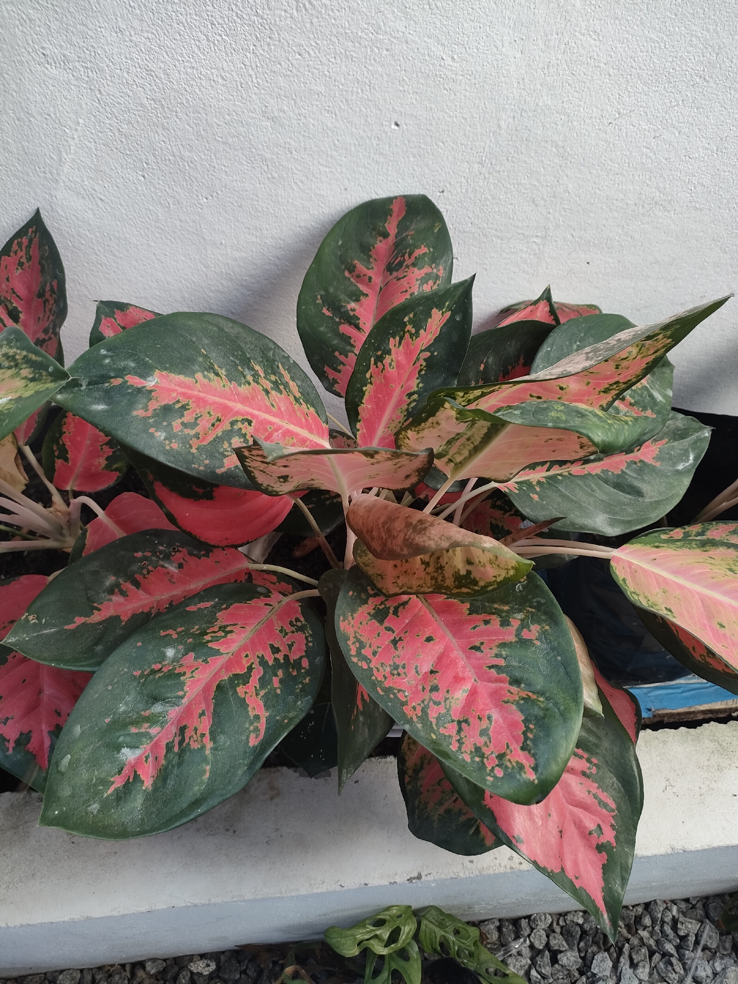 A close-up, eye-level shot shows a potted plant with large, variegated leaves featuring patterns of deep green and vibrant pink. The plant is positioned against a textured, off-white wall, with its leaves spilling over the edge of a light gray concrete planter. The planter rests on a surface covered with small, dark gray gravel. The lower portion of the image reveals more gravel and a glimpse of a smaller, intricately shaped green leaf in the bottom left corner. The lighting is bright, casting soft shadows and highlighting the texture of the leaves and the wall. The overall scene is outdoors, in an unspecified urban environment.