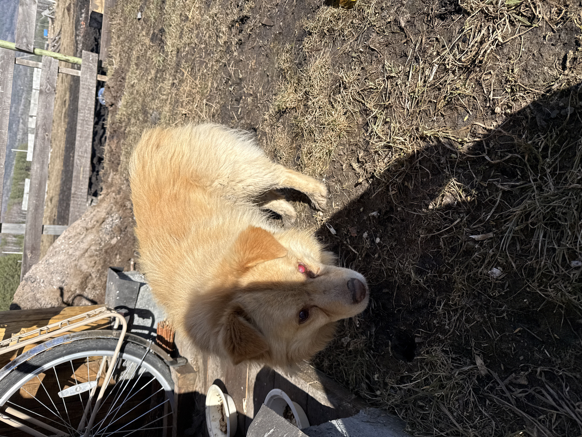 A medium, tan-colored dog stands on a surface of rough-hewn wood and weathered concrete. A bicycle wheel and frame rest nearby. The backdrop includes a grassy area with patches of bare earth, and fragments of a wooden fence. The scene is lit by direct sunlight. The setting is Tyulyuk, Russia.
