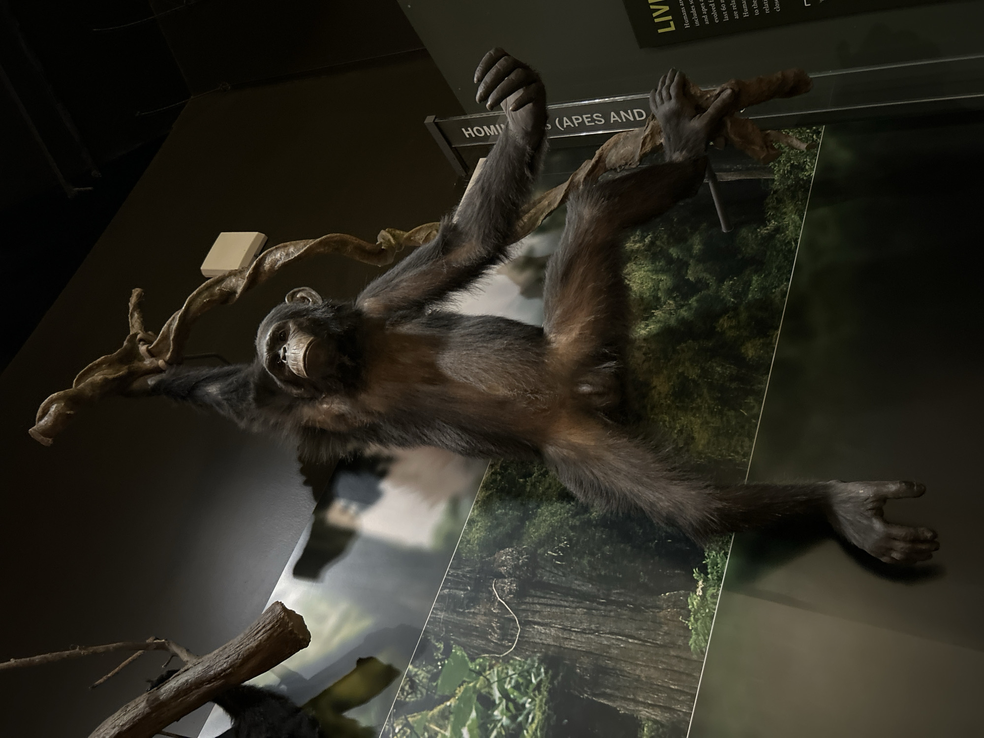 The image displays an indoor museum exhibit featuring a taxidermied primate, likely a chimpanzee or ape. The creature is dynamically posed, suspended from twisted artificial branches as if in mid-swing or climb, with its limbs outstretched. Its mouth is slightly open, revealing teeth, which contributes to its lively and active appearance.
Behind the ape, a large photographic backdrop depicts a lush forest or jungle, creating a simulated natural habitat. Above and to the right of the primate, display panels are visible. One panel clearly shows the partial words "HOMI" and "(APES AND," while another panel, titled "LIVI" (likely "LIVING"), contains smaller text discussing the evolution and relationships of humans and apes. Phrases like "Humans are," "includes sc," "and apes a," "evolved f," "last 60 m," "are rela," "Human," "to the," "relati," and "close" can be discerned, indicating an educational focus on primate biology and human ancestry.
The lighting is artificial, illuminating the exhibit and creating a sense of depth. The photograph is taken from a low angle, looking up at the display, and is slightly tilted, emphasizing the active pose of the primate. This natural history exhibit is situated in New York, United States of America.