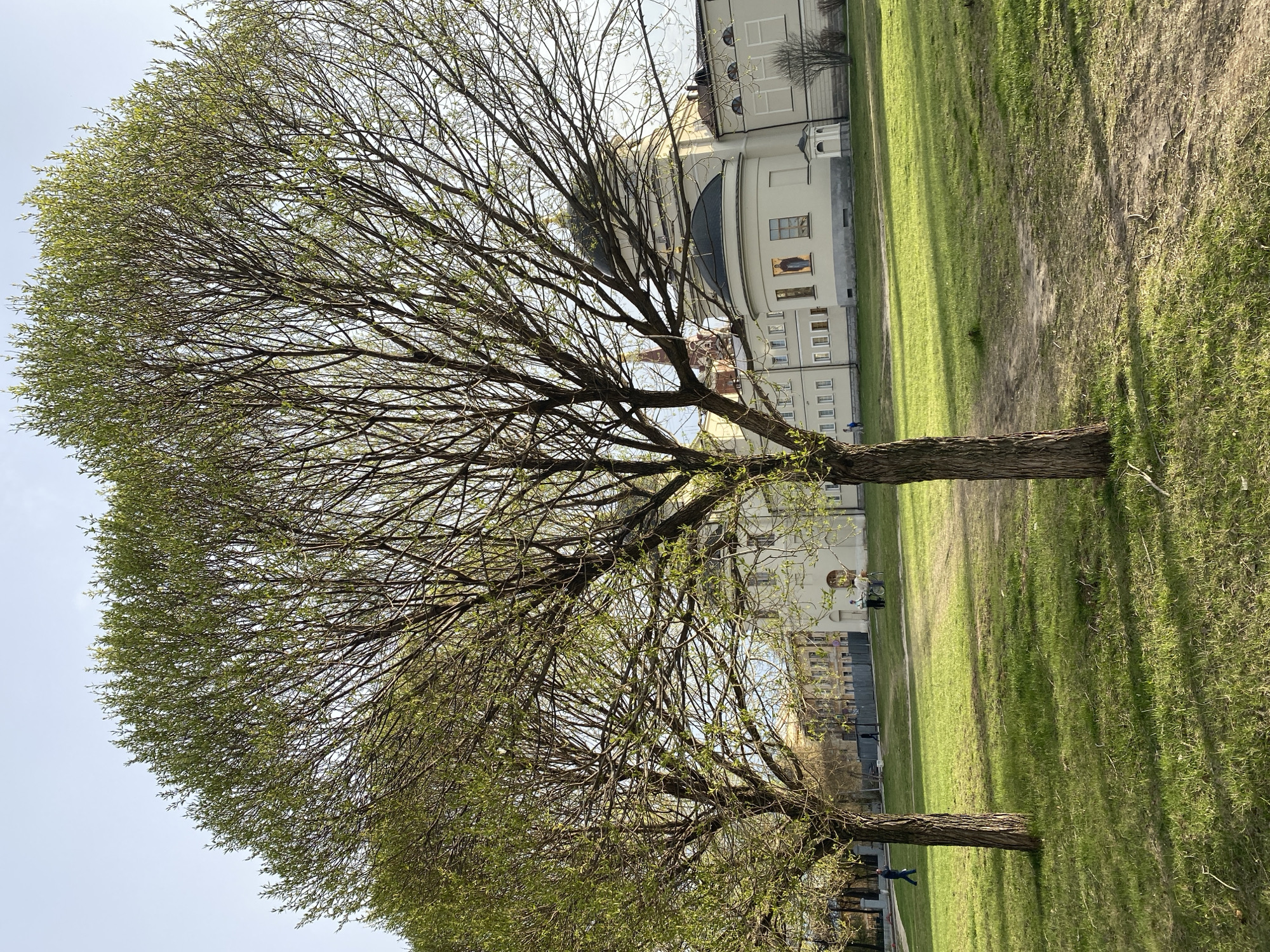 The image captures a park scene featuring two large deciduous trees in the foreground and midground, set against a backdrop of light-colored buildings and a bright, clear sky.
The two prominent trees, one closer on the left and another further back on the right, are in an early spring state. Their intricate network of bare branches is beginning to sprout small, light green leaves, indicating new growth.
An expansive lawn of green grass occupies the middle ground and stretches towards the buildings. Scattered patches of dry, bare earth are visible within the grassy areas. Long, distinct shadows are cast across the grass, suggesting that the sun is low in the sky, either early morning or late afternoon.
In the background, a complex of ornate, light-colored buildings (off-white or cream) with numerous windows stands against the horizon. A dark, possibly domed roof is visible behind the branches of the left tree, suggesting a church or cathedral. On one of the building facades, a rectangular religious icon or painting is clearly displayed.
A few indistinct human figures can be seen within the park. One person is near the base of the tree on the right, and another smaller figure is further in the background near the buildings. The overall scene appears peaceful and sunny. The architectural style, particularly the dome and visible icon, is consistent with Russian Orthodox design, fitting the context of Yekaterinburg, Russia. There is no legible text visible in the image.