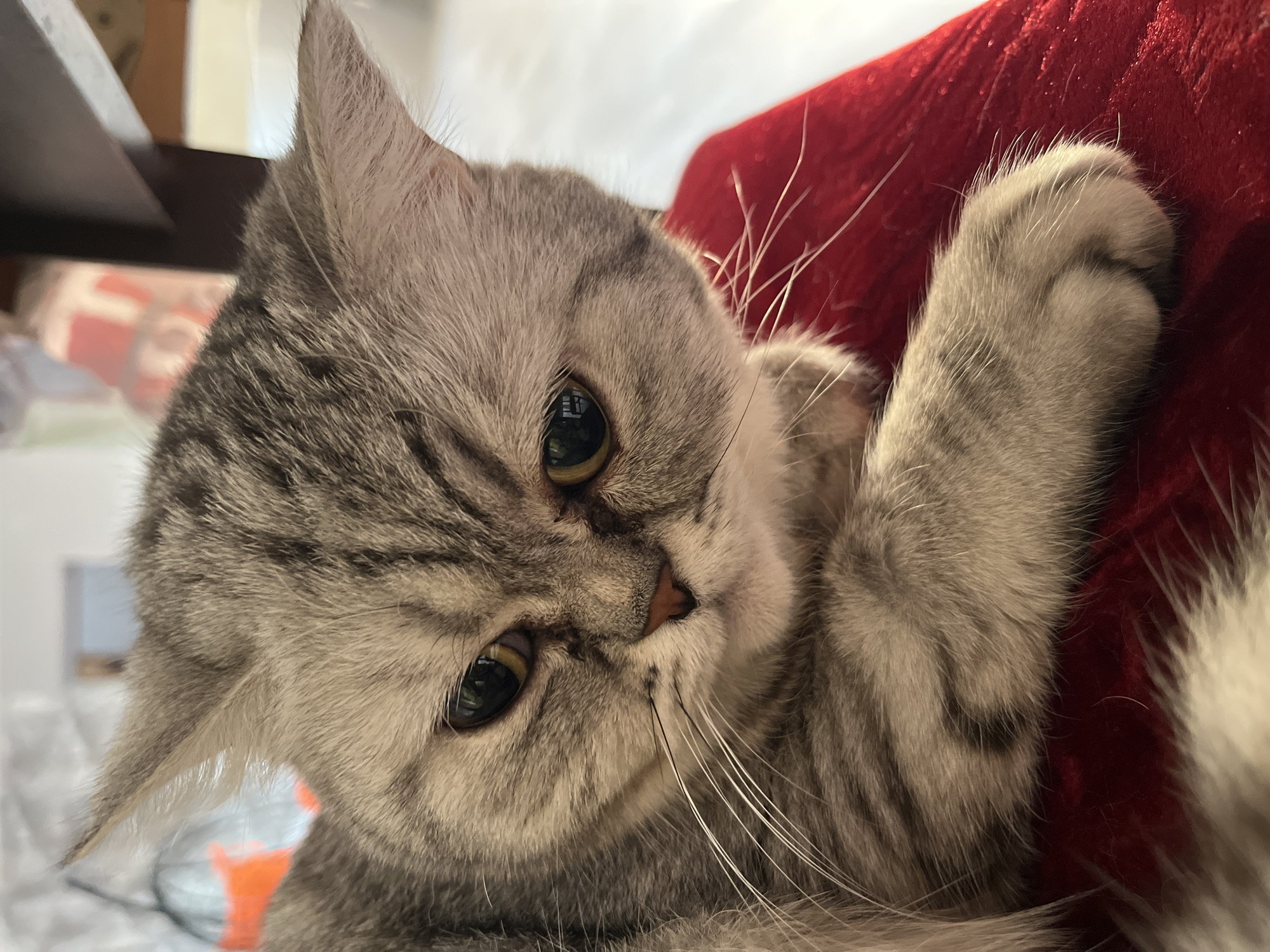 The image is a close-up shot of a gray tabby cat lying on a red velvety surface, possibly a cushion or piece of furniture. The cat's head is tilted, and it is looking directly at the camera with large, round eyes. One of the cat's paws is visible, resting on the red surface. The background is blurred, but suggests an interior setting. There is no evidence to suggest the location is in Chaikovsky, Russia.