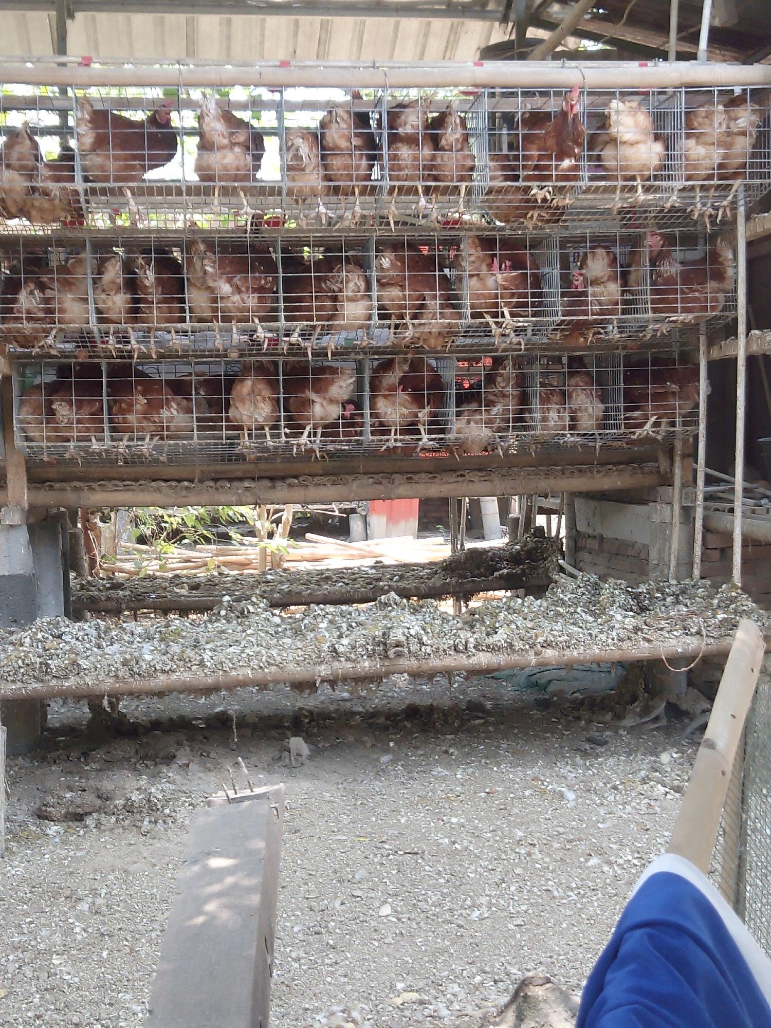 In the city of Rembun, Indonesia, a close-up, eye-level, medium shot captures a multi-tiered chicken coop. The coop, constructed of wire mesh and metal frames, houses numerous brown and white chickens. The chickens are arranged in rows across several levels. The foreground of the image features a dusty, gravel-strewn ground, with piles of what appears to be chicken waste or bedding material on wooden planks. Some structural elements of the coop, including wooden supports and concrete posts, are visible. The background shows some greenery and indistinct structures, suggesting an outdoor farm or agricultural setting. The lighting is natural, indicating daytime.