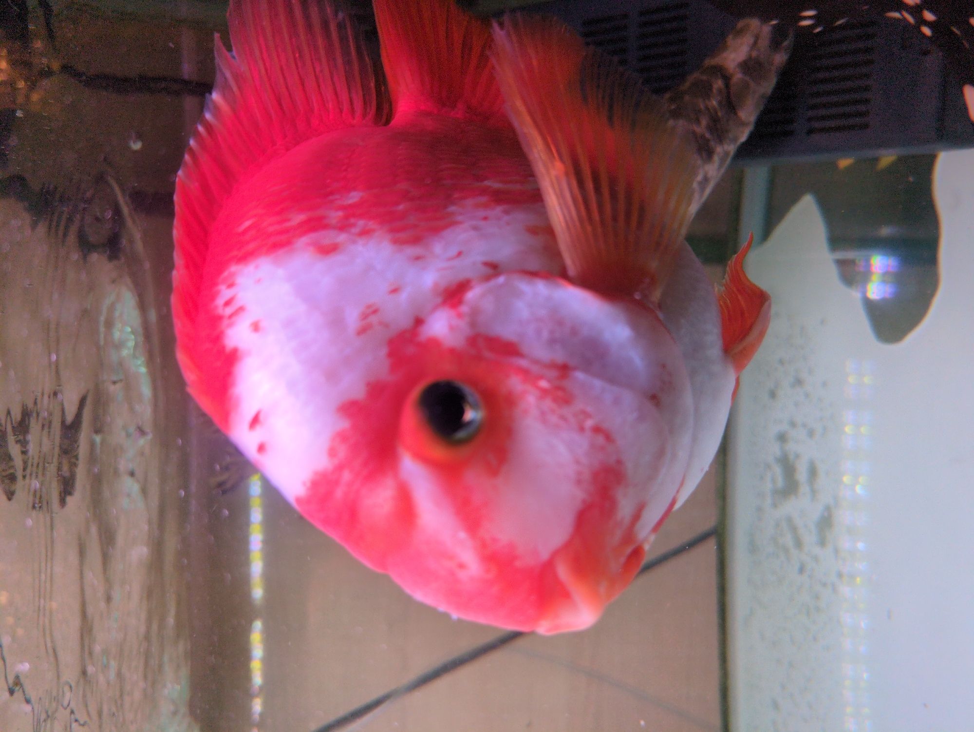 A close-up, slightly angled view of a red and white fish, likely a Parrot Cichlid, swimming in a fish tank. The fish is the main subject, its eye is prominently visible. The tank's water is somewhat cloudy. The background shows a glimpse of the aquarium's setup, including possible filtration or aeration equipment. The location and city are not identifiable.