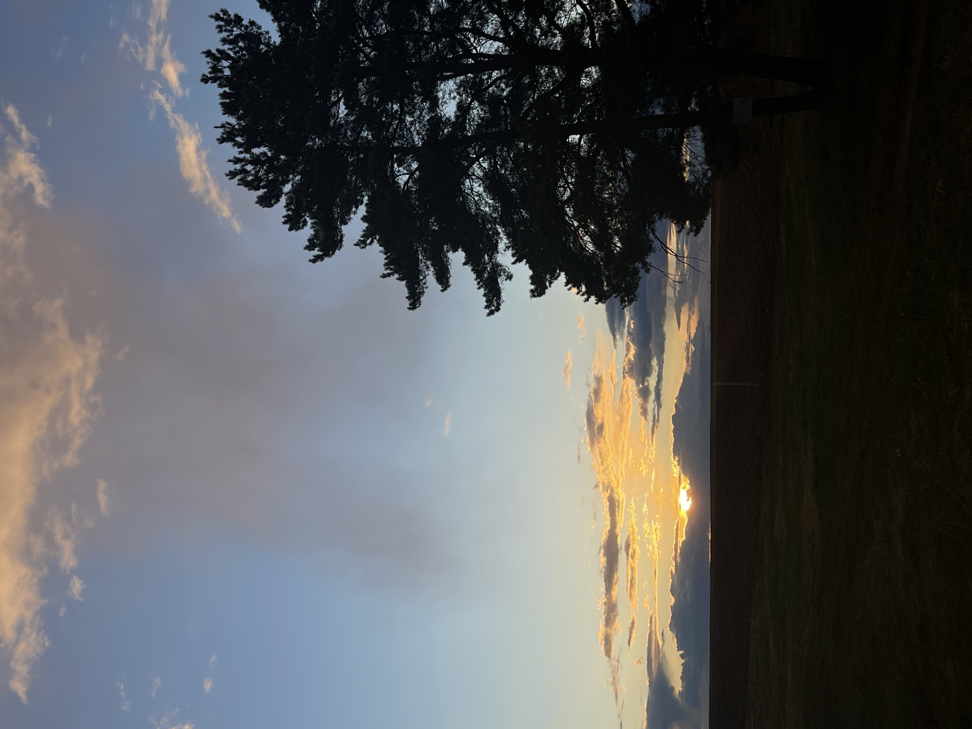 A vertical, medium-shot photograph depicts a sunset in Перевозное, Russia. A large, dark tree silhouette occupies the upper right portion of the frame, contrasting with the vibrant sunset on the horizon. The sky showcases a blend of light blue and pale yellow hues, with scattered clouds illuminated by the setting sun. The sun itself is visible through a gap in the clouds, emitting a bright golden light. Below the horizon line, a dark field stretches across the bottom of the frame.