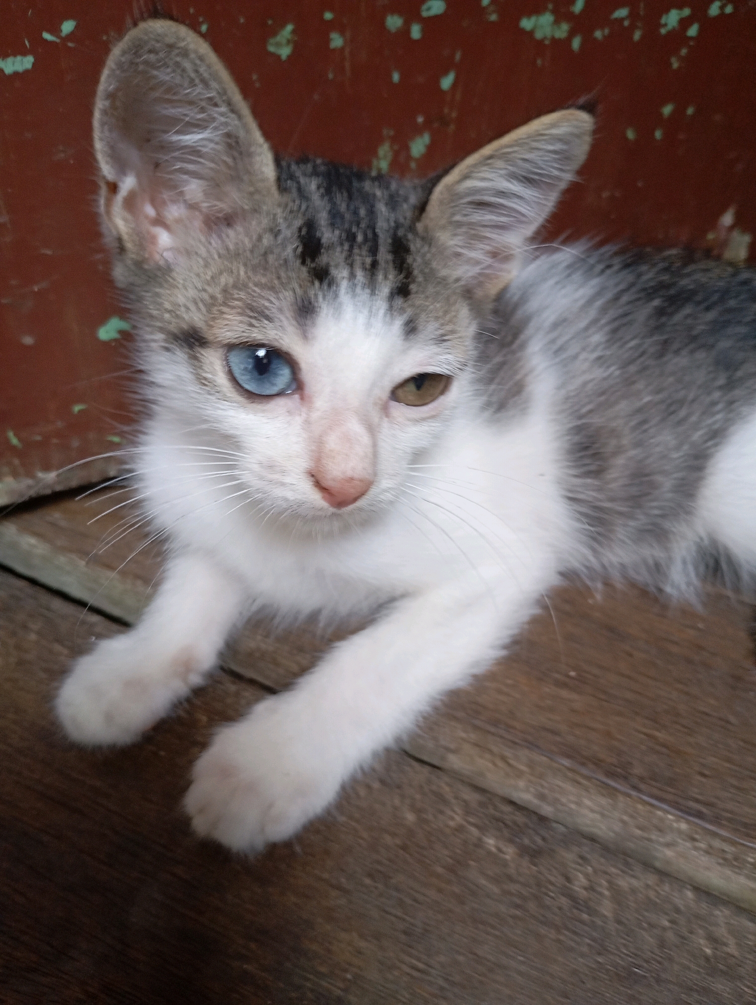A white and gray tabby kitten with heterochromia, one blue eye and one brown eye, lies on a wooden surface. The kitten is positioned in the lower half of the frame, facing slightly to the right. Its paws are extended forward, and its ears are alert. The background consists of a reddish-brown, textured surface with a few small, scattered green marks. The overall lighting suggests an indoor or shaded outdoor environment. The image is a close-up shot, focusing on the kitten's features and texture. The specific location in Balikpapan, Indonesia, cannot be determined from the visual information provided in the image.