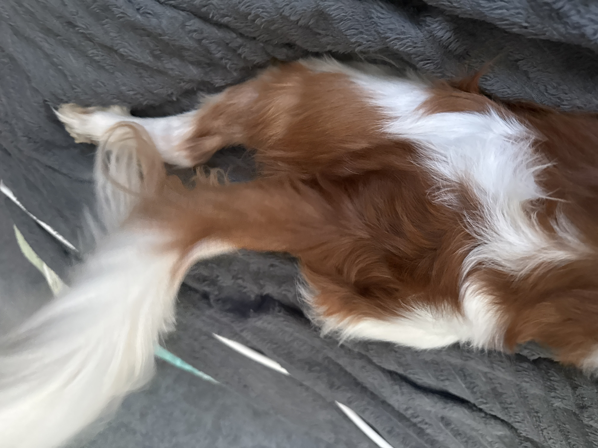 The image shows an aerial view of a dog's hindquarters and tail lying on a gray, textured blanket. The dog has reddish-brown and white fur. The tail is long and feathery, mostly white with some reddish-brown at the base. One hind leg is visible, also with reddish-brown and white fur. A small sliver of a light blue object is visible near the base of the tail. The background is entirely composed of the gray blanket, which has a soft, plush texture. There are no discernible features of a city or any specific location.