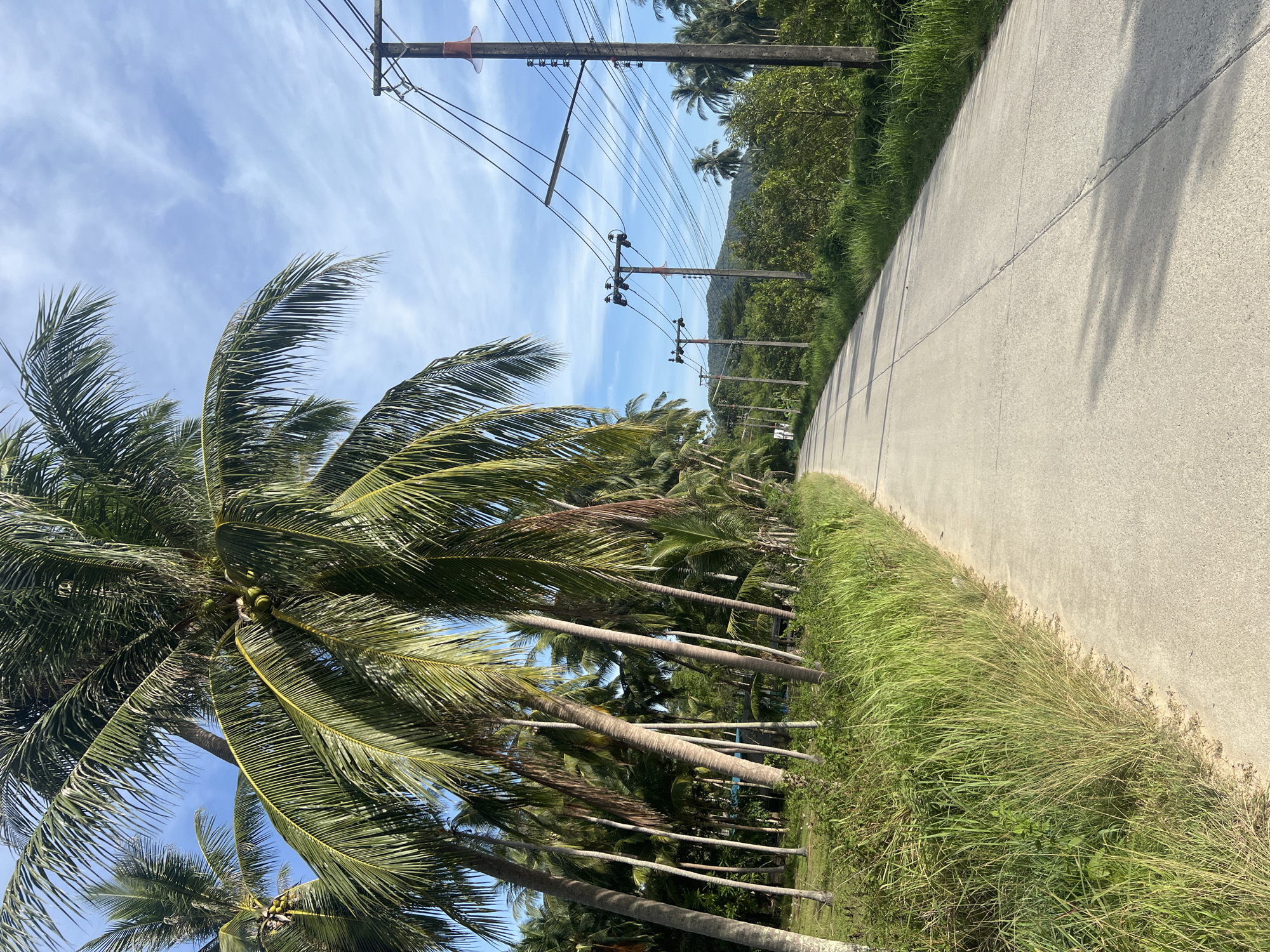 The image depicts a paved road in the Ko Pha-ngan District of Thailand, bordered by lush vegetation and a dense grove of coconut palm trees. The road curves gently into the distance, with power lines and utility poles running along the right side. The sky is a vibrant blue with scattered white clouds, suggesting fair weather. The surrounding environment is tropical and appears to be sparsely populated, with no people or vehicles visible in the frame. The scene conveys a sense of tranquility and natural beauty.
