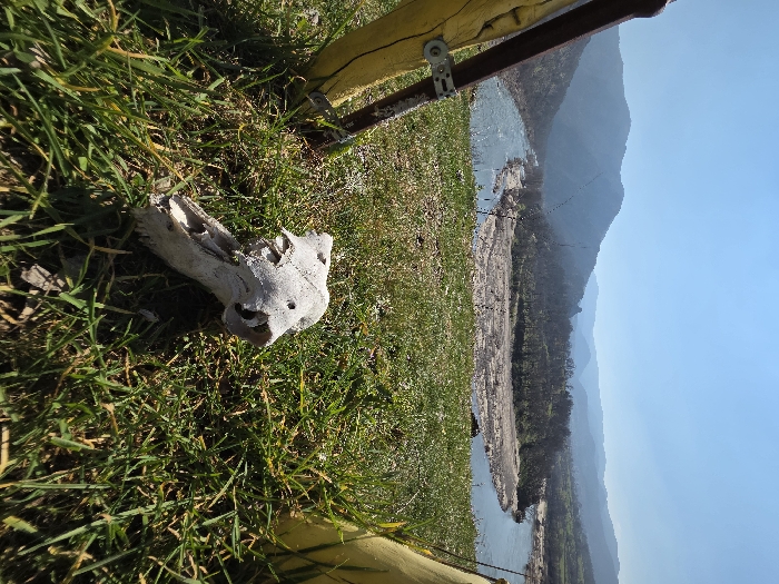 The image depicts an outdoor landscape in Madzharovo, Bulgaria. In the immediate foreground, a weathered, light-colored animal skull, likely from a medium-sized mammal, rests on green and brown grass, positioned slightly left of center. The skull exhibits visible eye sockets and nasal openings. To the left, a segment of a dark brown pole with a metal bracket and yellow fabric strapping is visible. A similar yellow fabric structure appears on the far right. The midground features a wide, light blue river, consistent with the Arda River, flowing from left to right. A large sand or gravel bar with sparse, mostly bare vegetation occupies the river's center. Beyond the river, rolling hills and mountains, covered with trees, some appearing deciduous or bare, extend into the distance. The background consists of multiple layers of blue-grey mountains under a clear, bright blue sky. The scene is illuminated by natural sunlight, casting shadows. No human subjects or actions are present.