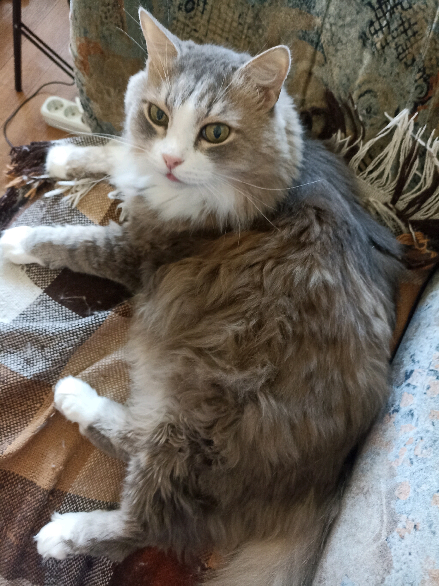 A long-haired cat with grey and white fur is lying on a patterned blanket. The cat's eyes are open and its ears are perked. A power strip with three outlets is visible on the floor in the background, along with a portion of a chair. The scene appears to be indoors, in a domestic setting. No specific location in Novosibirsk, Russia can be determined from the image.