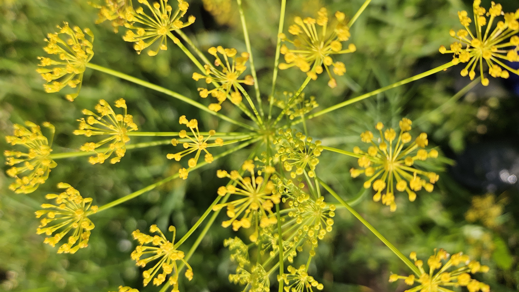 A close-up, overhead shot displays a cluster of bright yellow dill flowers against a blurred green background. The dill flowers are the focal point, with their delicate, umbrella-like structures formed by numerous tiny florets. Each floret consists of multiple small yellow petals radiating outwards. The stems of the dill plant are slender and green, arching and branching to support the flower clusters. The background is a soft blur of green foliage, indicating a natural or garden setting. No people or specific urban features of Kapūņi, Latvia, are visible, suggesting the image was taken in a natural or cultivated outdoor environment within or near the city.